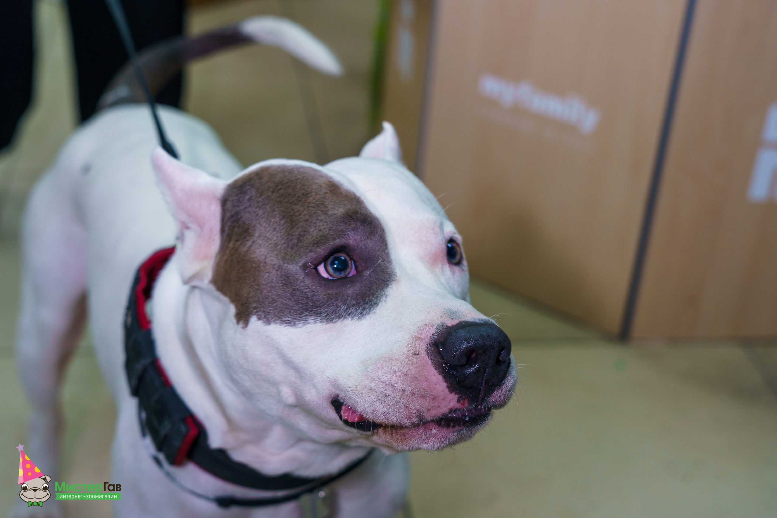 Мистер Гав -13 лет!. Фотограф Челябинск · Ольга Серебрякова