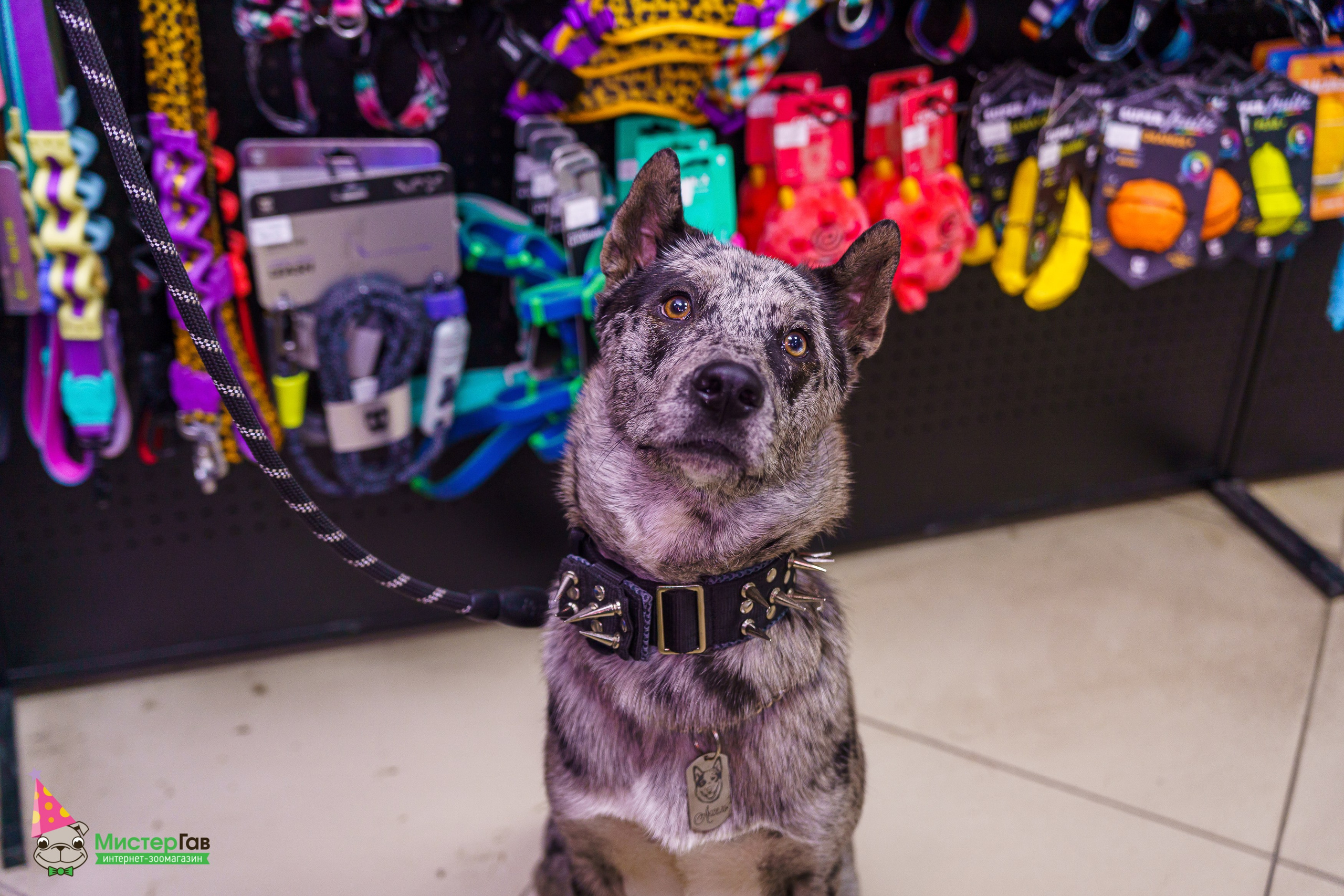 Мистер Гав -13 лет!. Фотограф Челябинск · Ольга Серебрякова