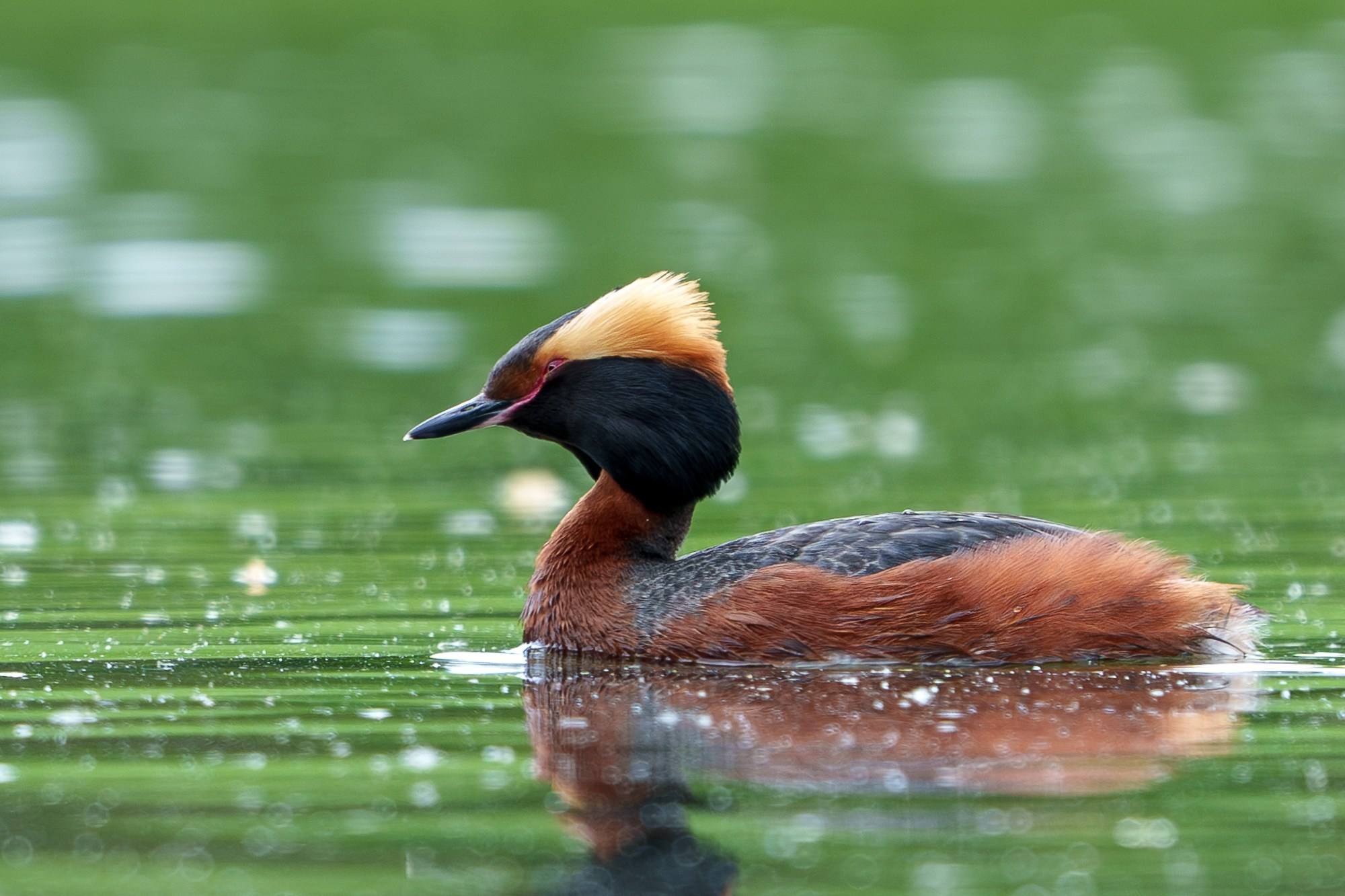 Удивительные мир птиц. Вокруг нас столько прекрасного — присмотритесь!. Ваш личный фотограф Марина Волкова