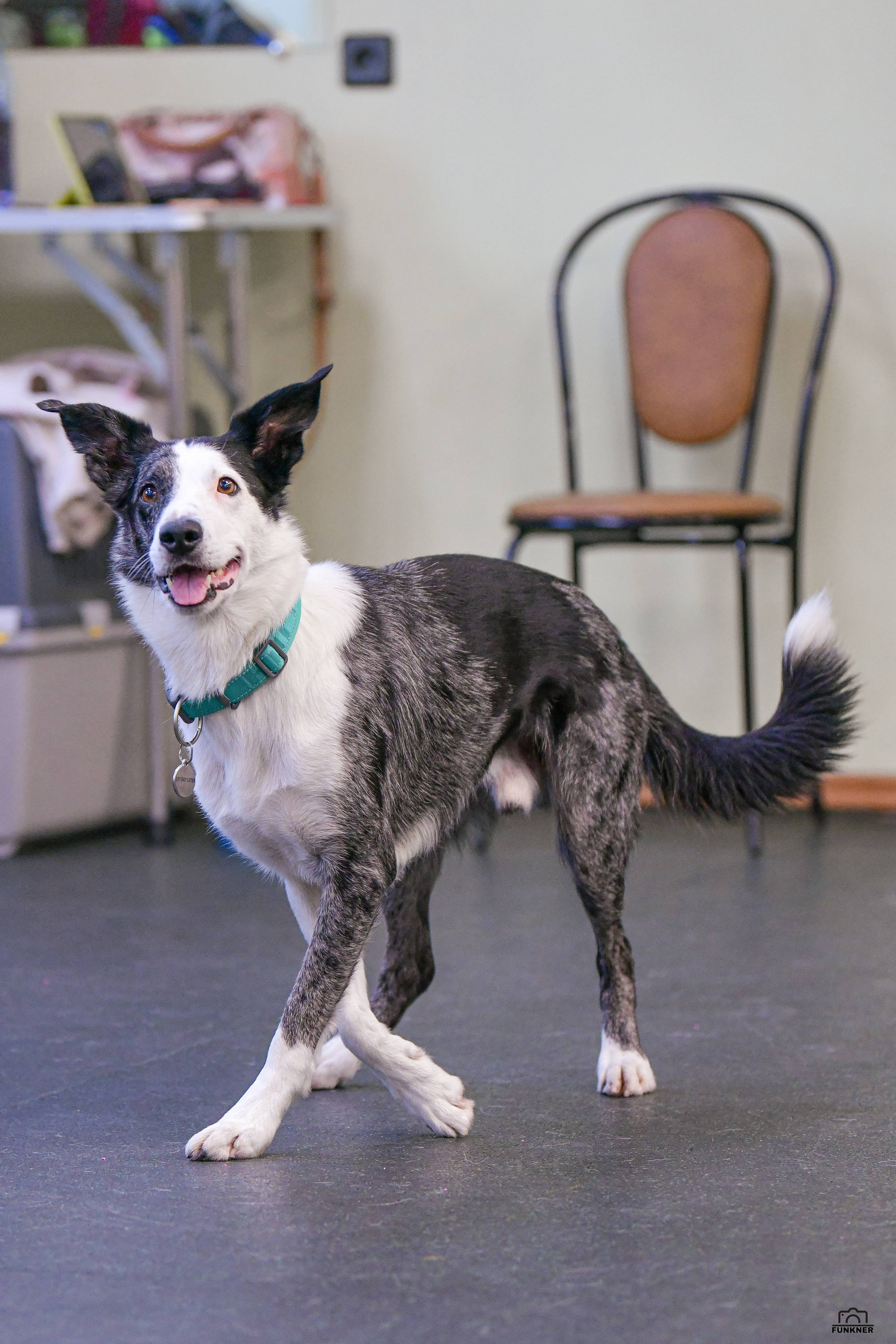 Кинологический клуб «Бодрый хвост». Свой взгляд через объектив