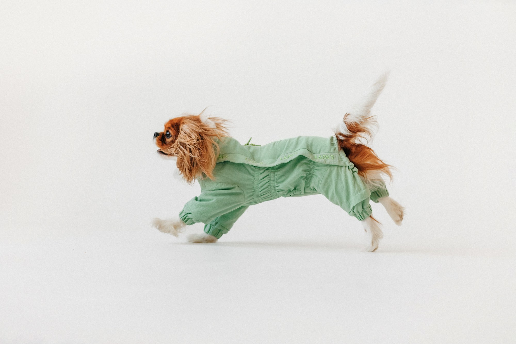 Одежда Lapa`s brand. Фотограф-анималист Елена Радченко, Москва