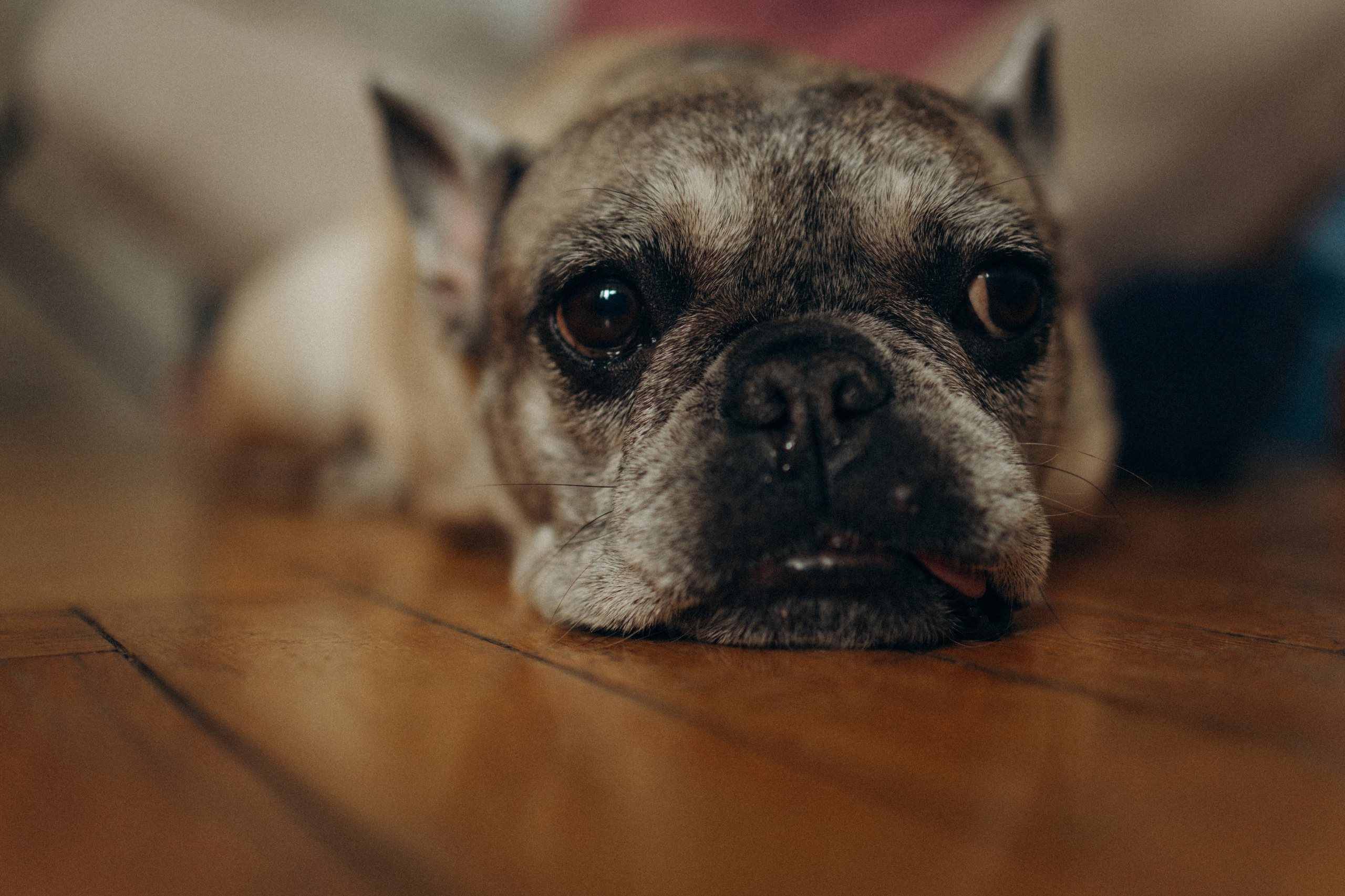 Зефирка, Булка и их Ро. Фотораф — анималист Мария Шистка