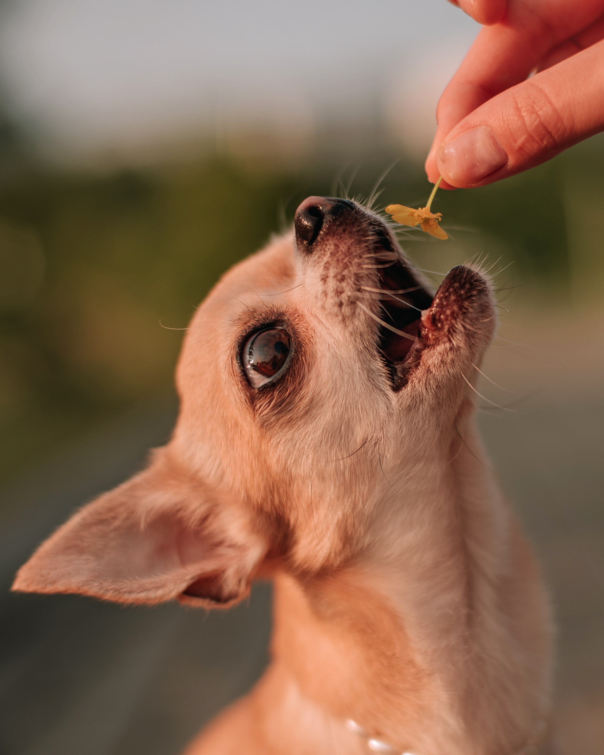 Прогулка: чихуахуа Хенни и Алина во Владивостоке. Портфолио