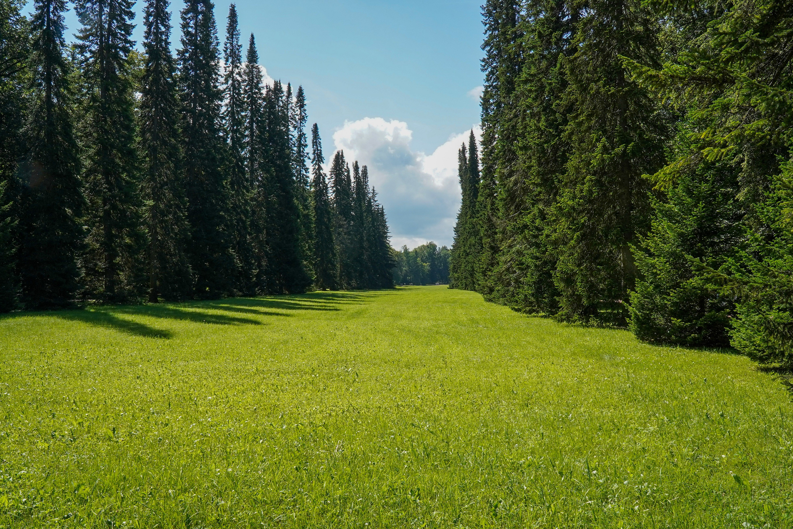 ОРАНИЕНБАУМ. Июль 2024. Фотограф Наталья Погодина в г. Обнинске