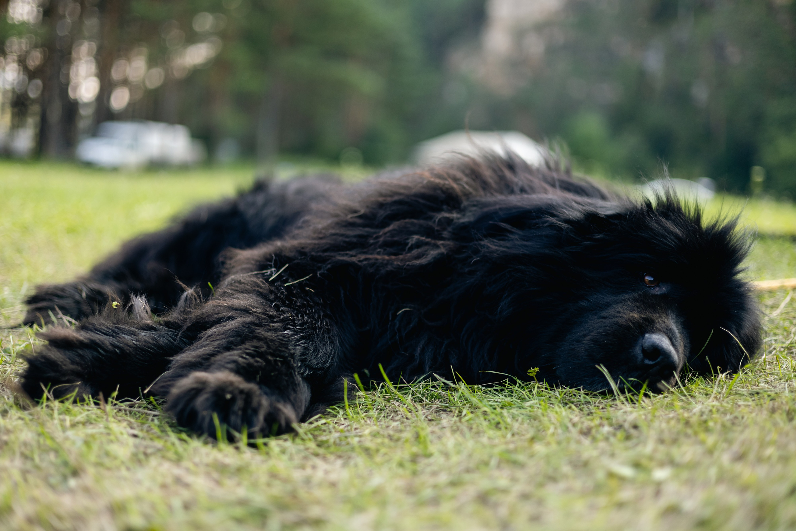 VI ОТКРЫТЫЕ КИНОЛОГИЧЕСКИЕ СОРЕВНОВАНИЯ. ЧЕЛЯБИНСКАЯ ОБЛАСТЬ 2025. Репортажный фотограф Наталья Лапцевич