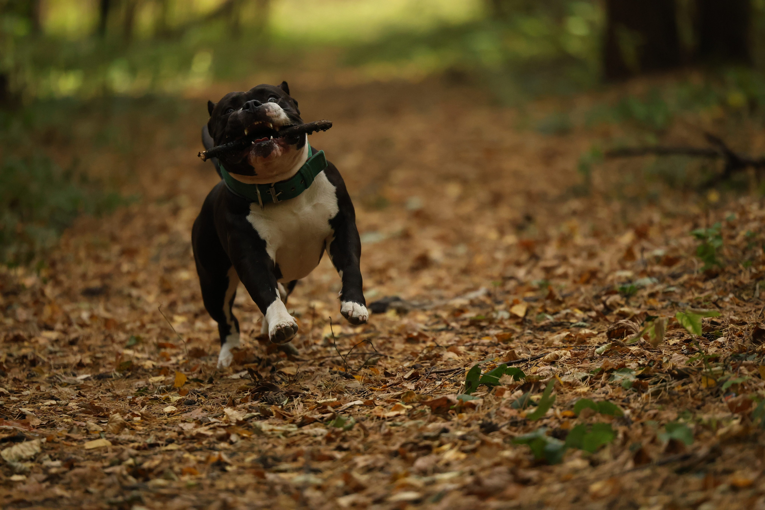 Бумер. Виктория Михайловская. Фотограф-анималист. Москва