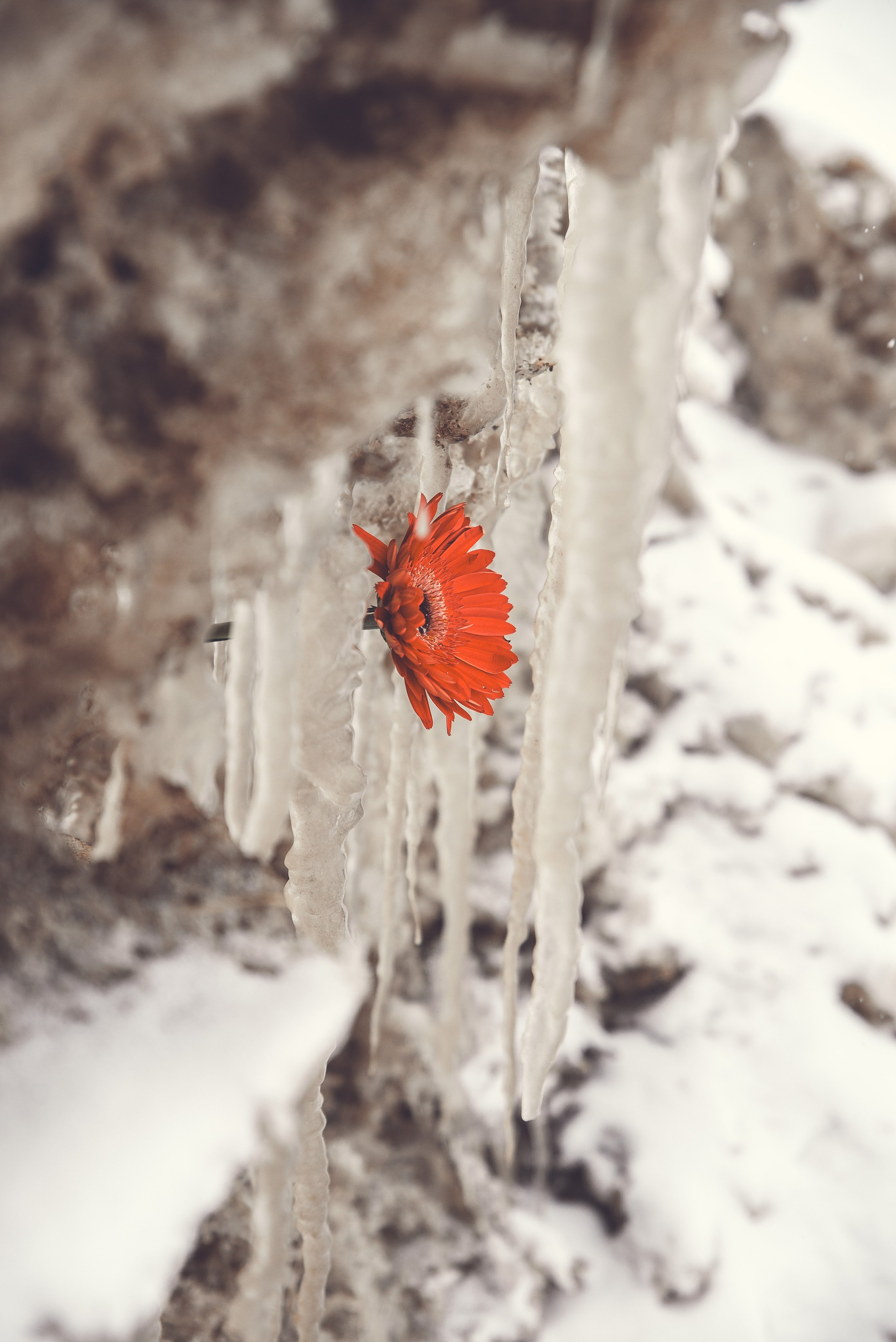 Аленький цветочек. Фотограф Крещение Венчание Москва