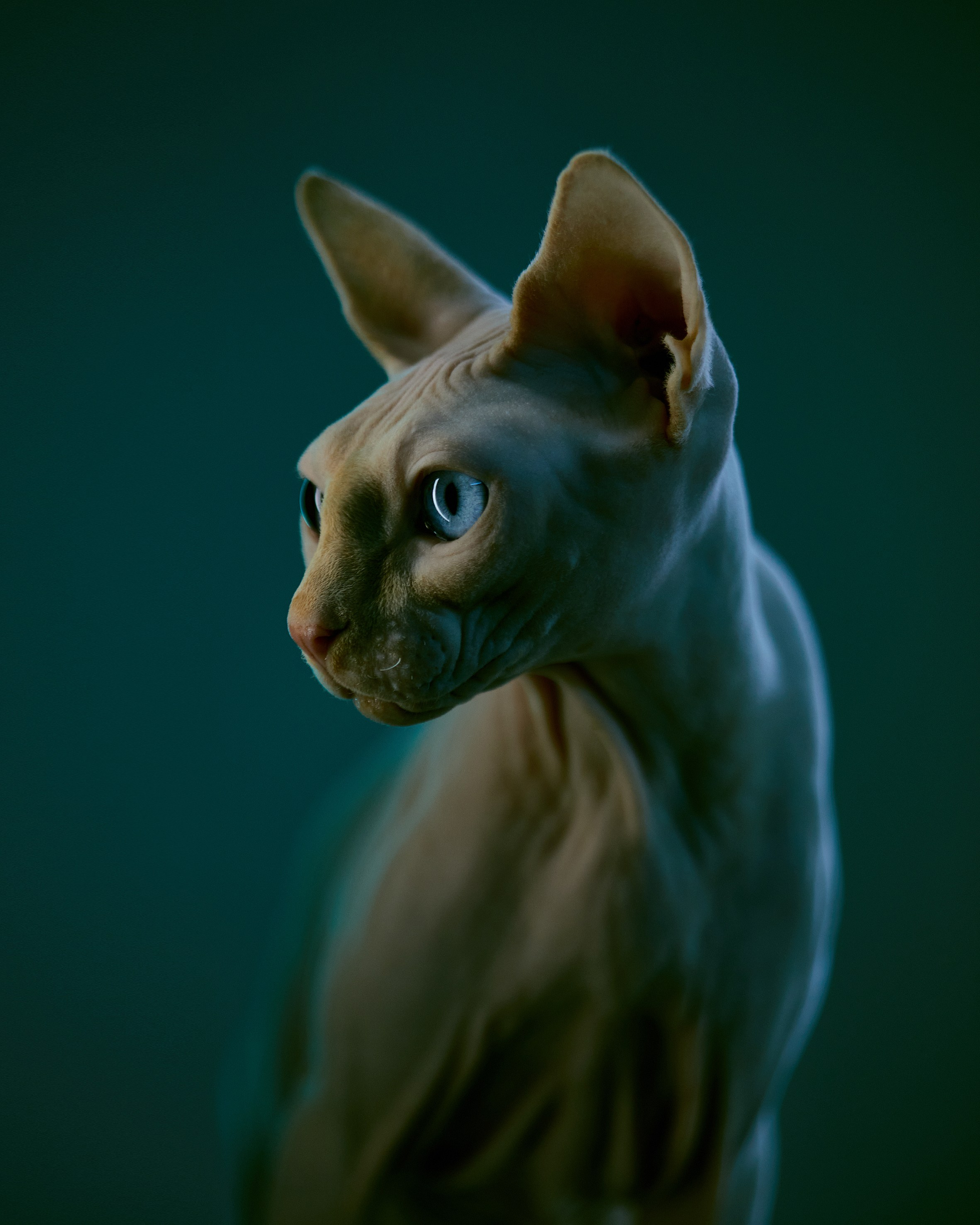 Другие животные. Pets Photography / Фотограф Собак