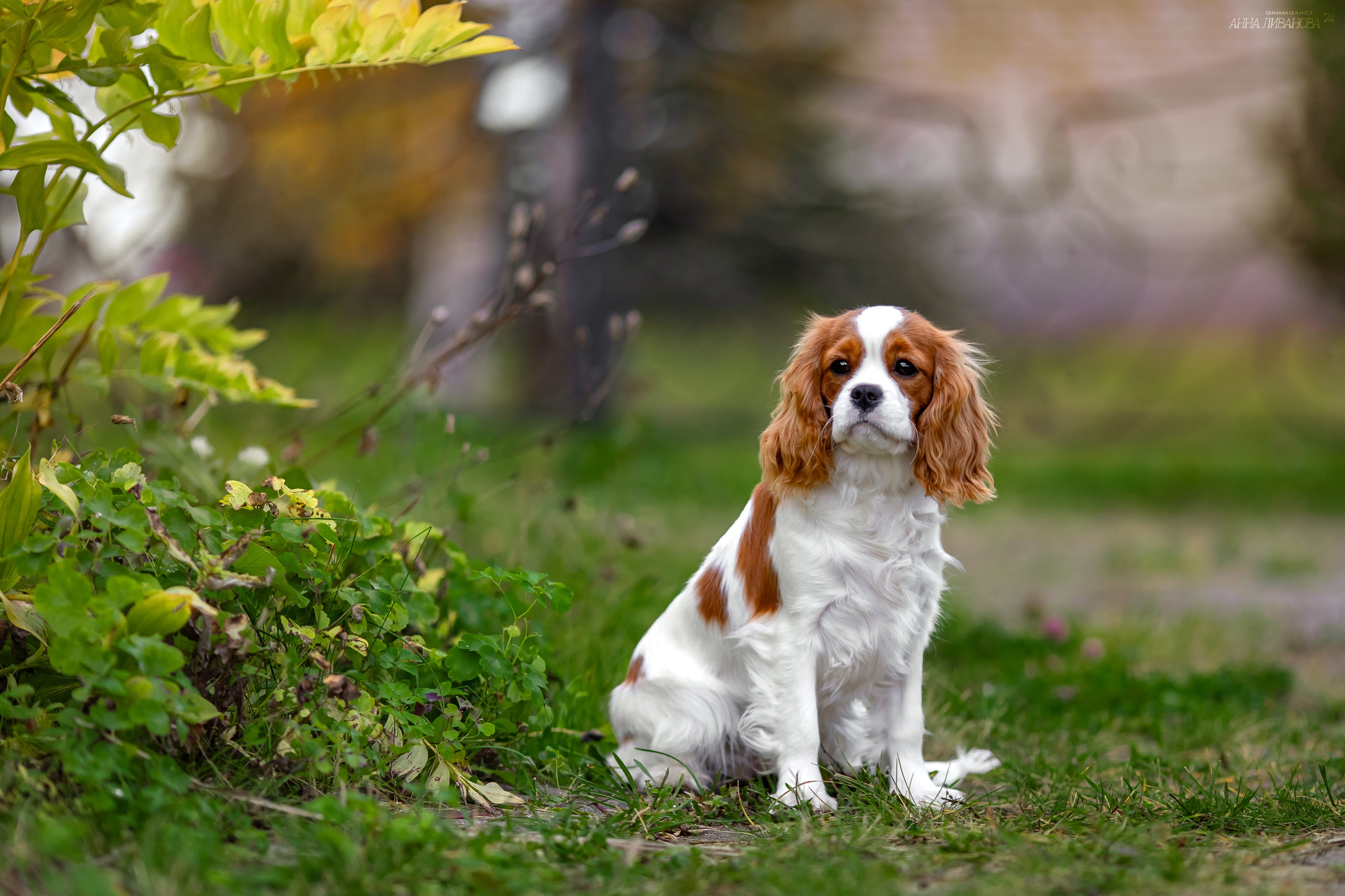 Кавалеры. Фотограф анималист Аня Ливанова | Рыбинск