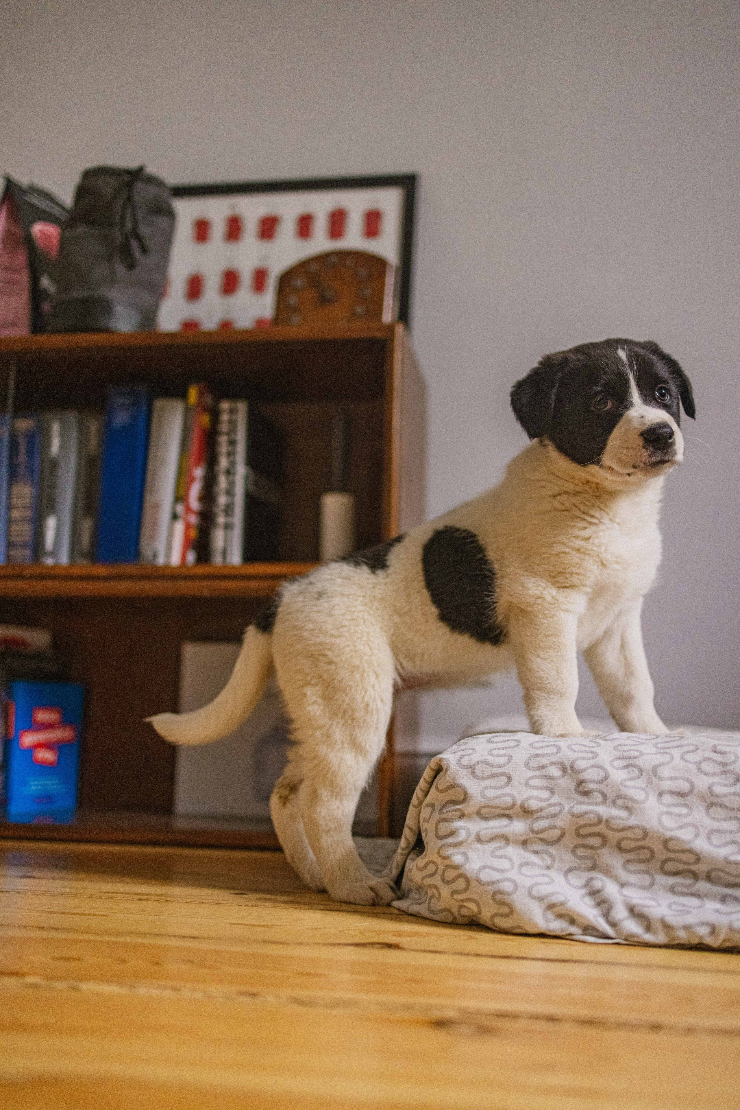 Щеночки. Фотограф-анималист в Москве Лера Черноног