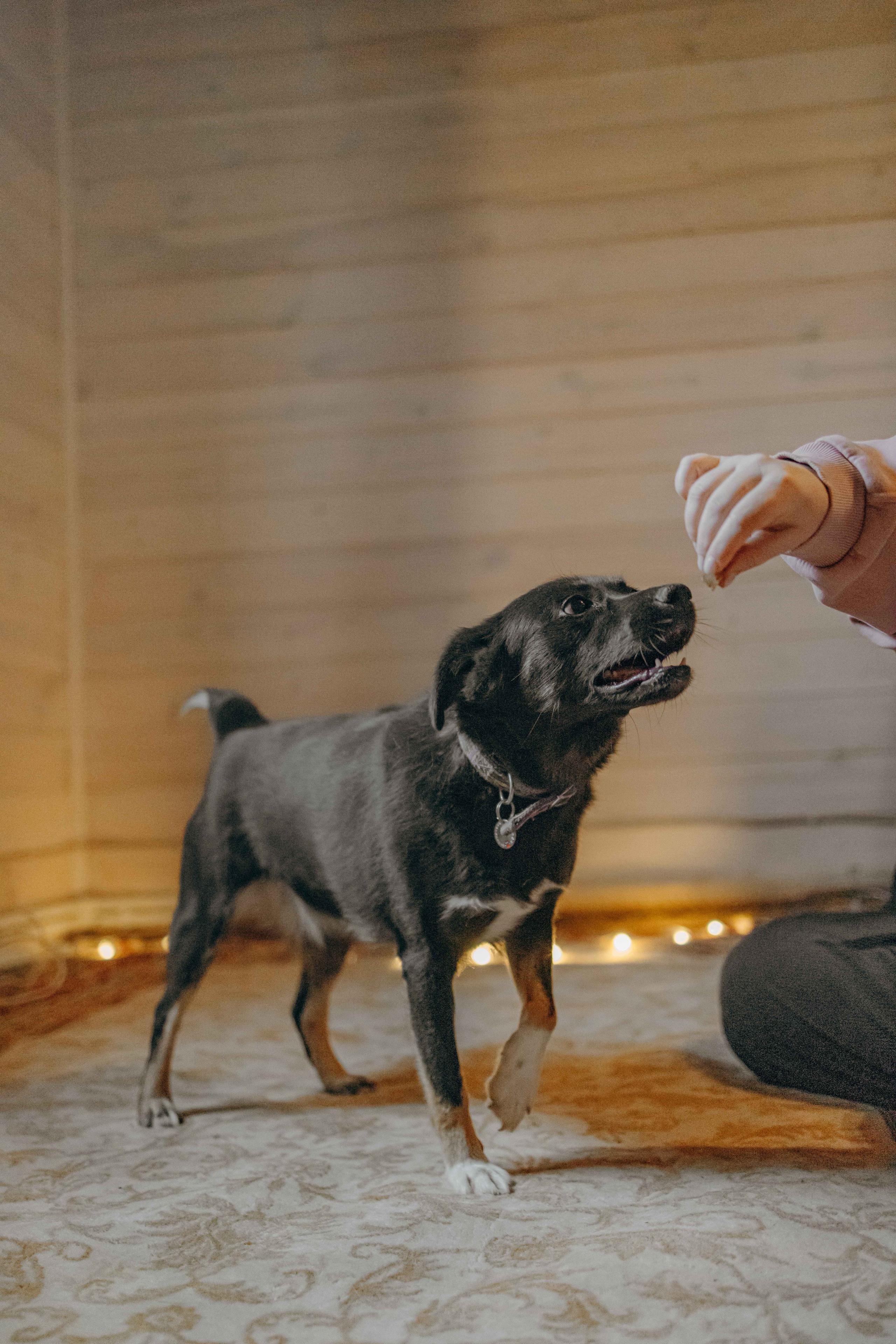 Передержка. Фотограф-анималист в Москве Лера Черноног