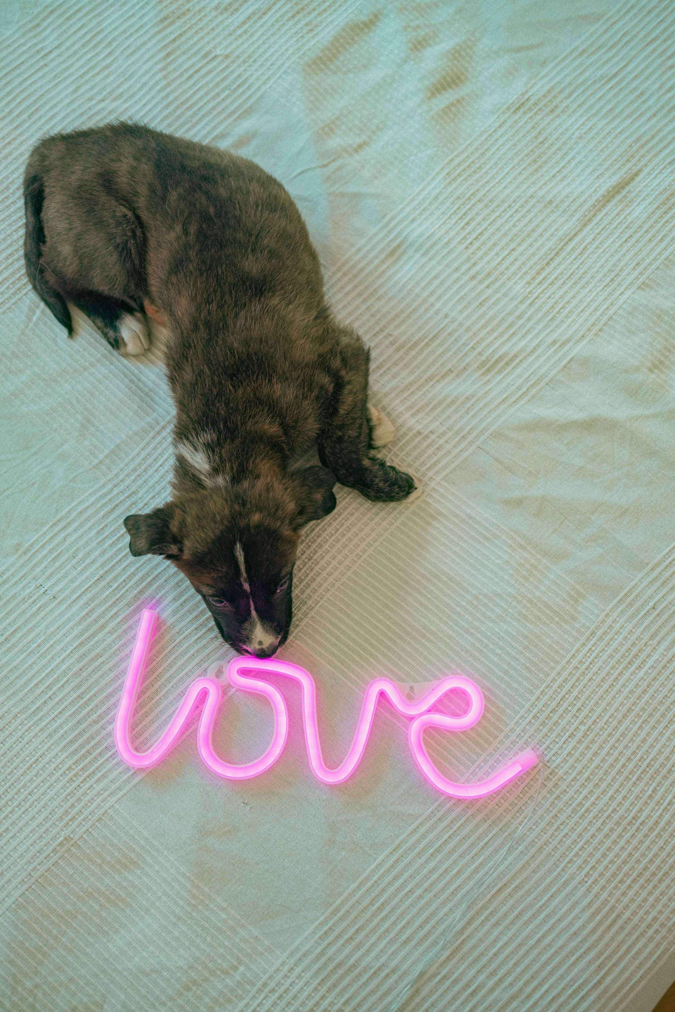 Гайка. Фотограф-анималист в Москве Лера Черноног