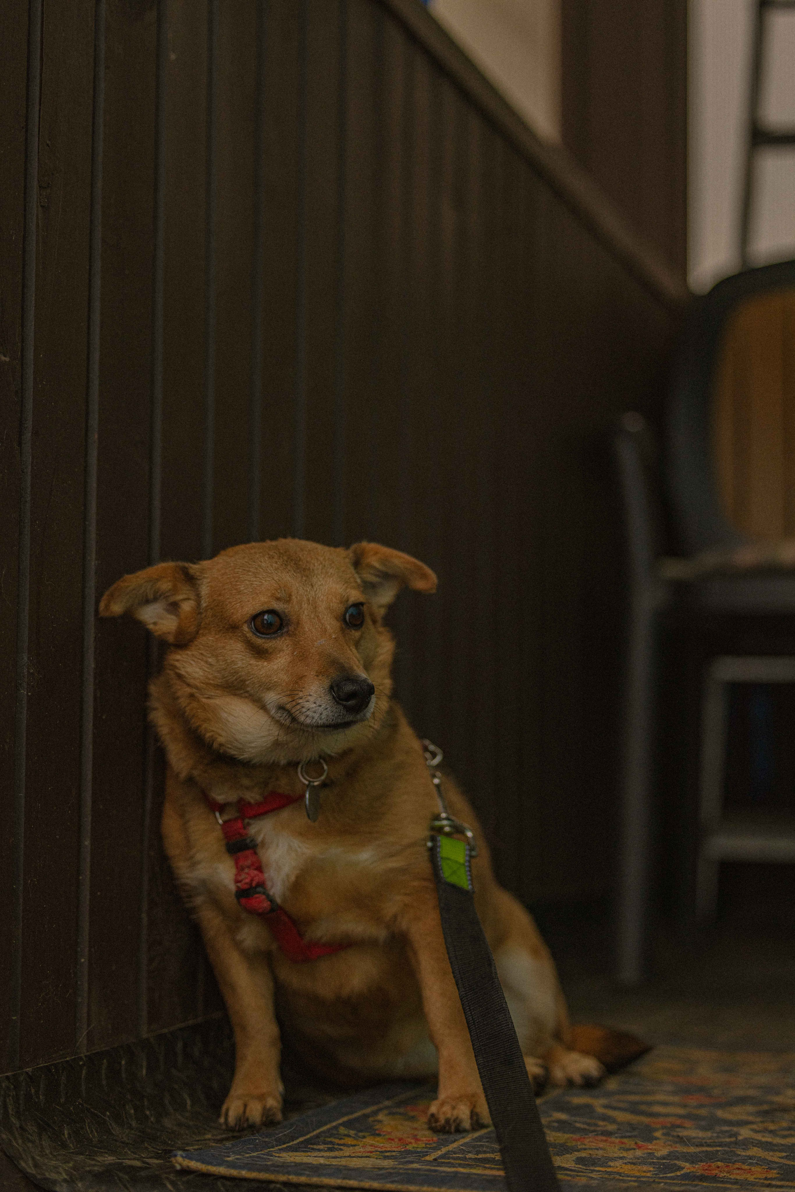 Передержка. Фотограф-анималист в Москве Лера Черноног