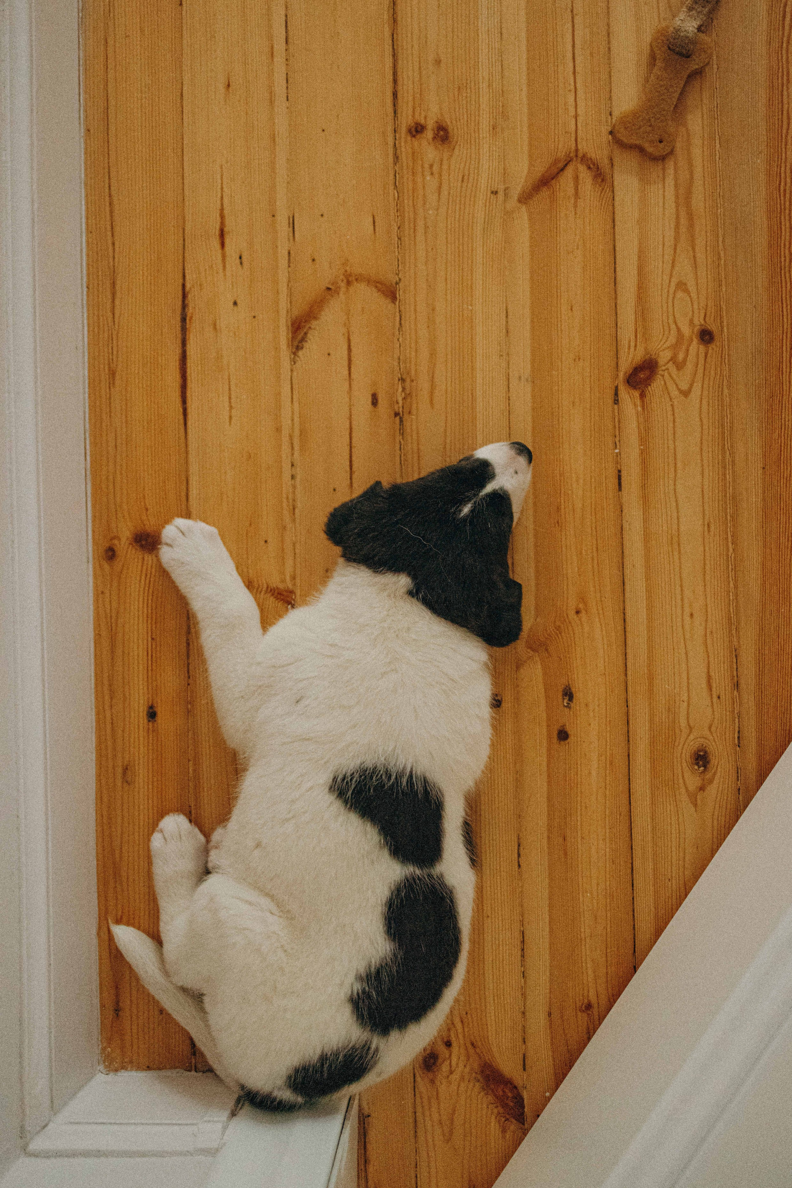 Щеночки. Фотограф-анималист в Москве Лера Черноног