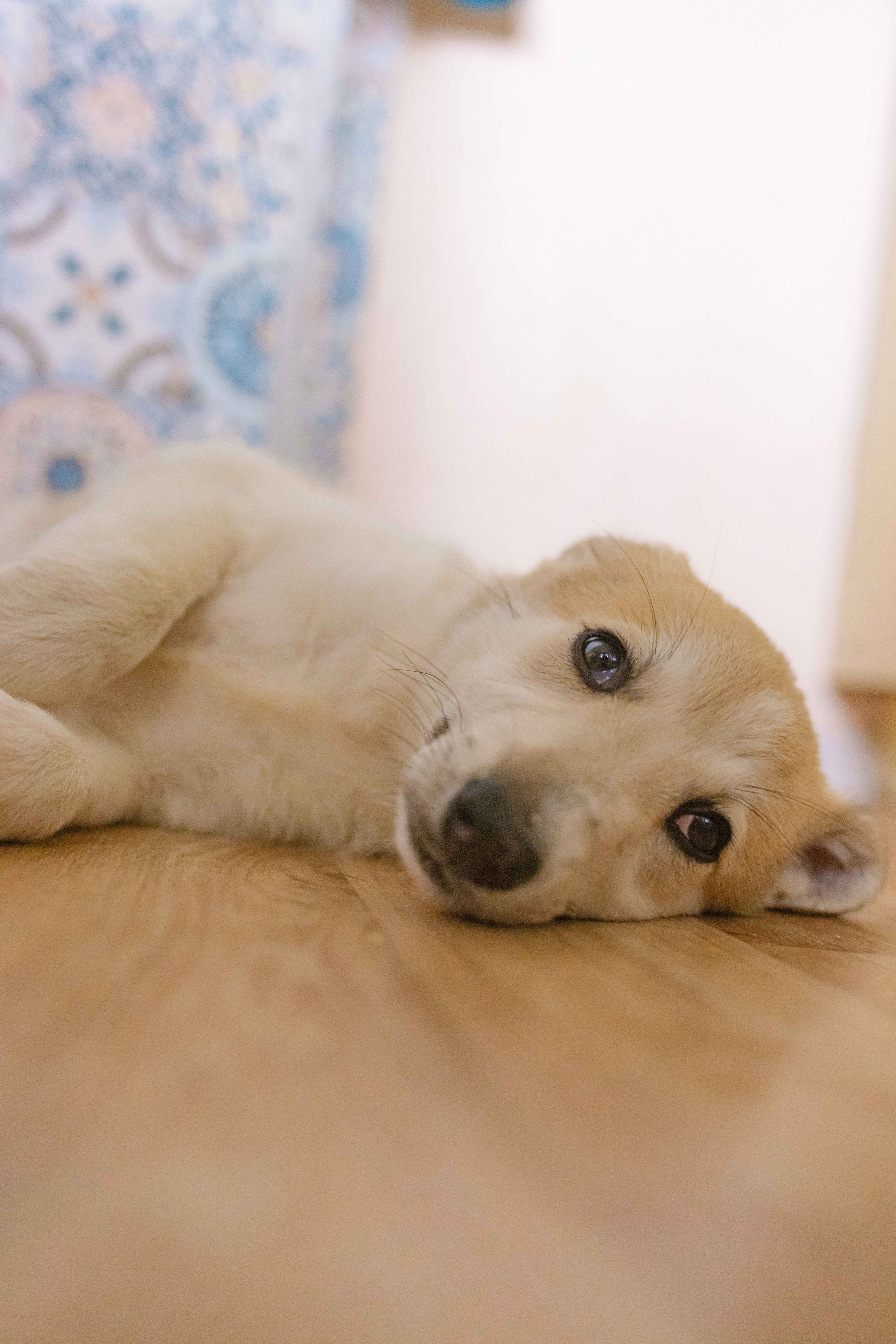 Щеночки на кухне. Фотограф-анималист в Москве Лера Черноног