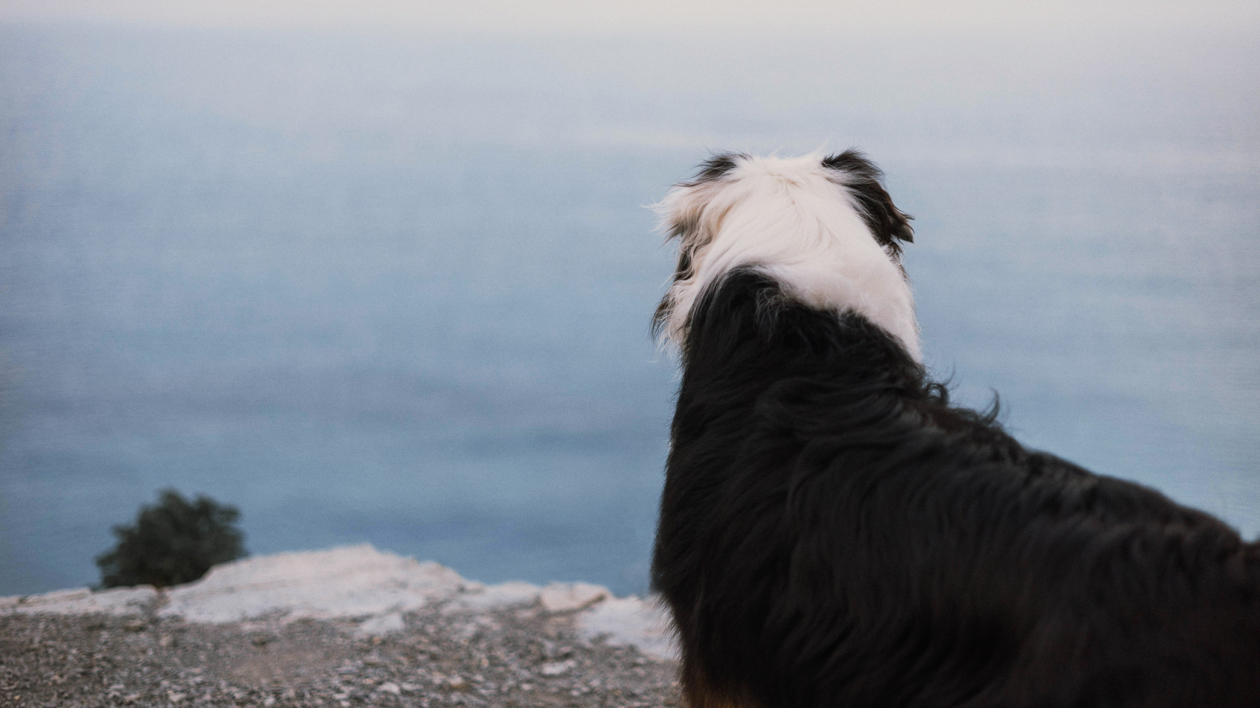Ира и Джесс. Фотограф-анималист Богданова Полина
