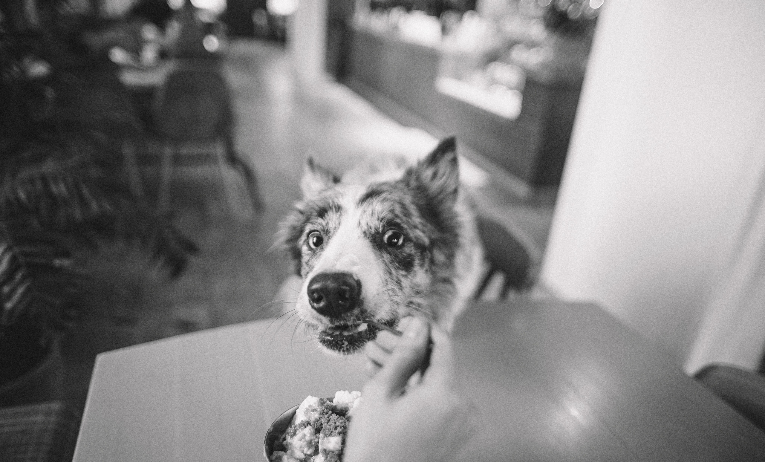 Диана и Робин. Фотограф-анималист Богданова Полина