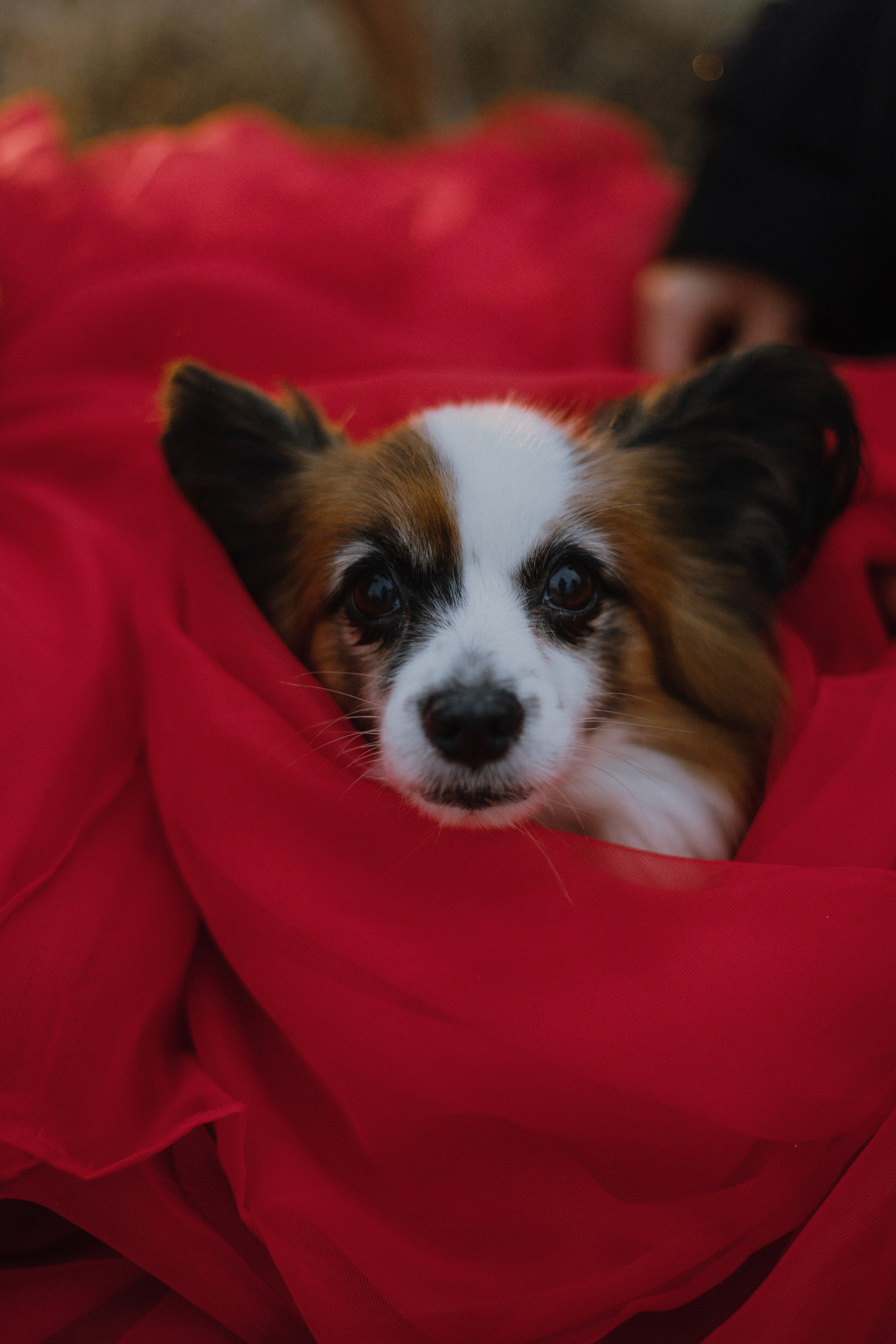 Маша, Катя, Астрид и Мася. Фотограф-анималист Богданова Полина