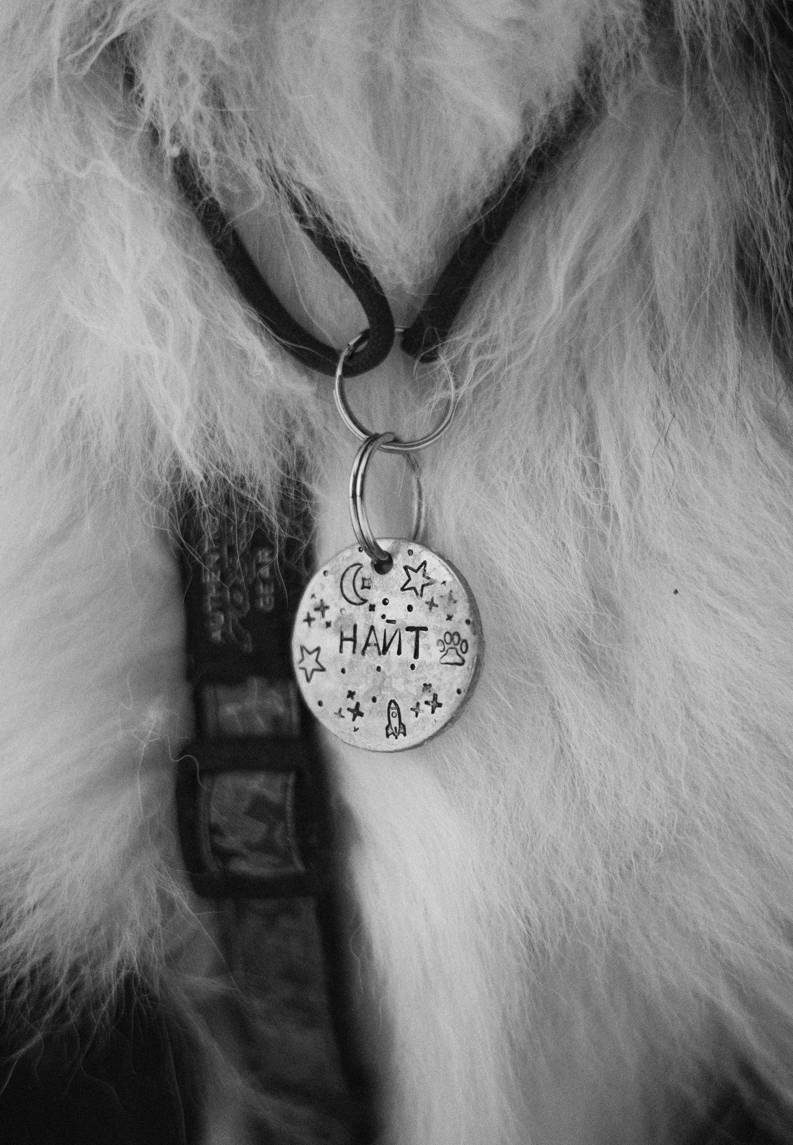 Алина и Найт. Фотограф-анималист Богданова Полина