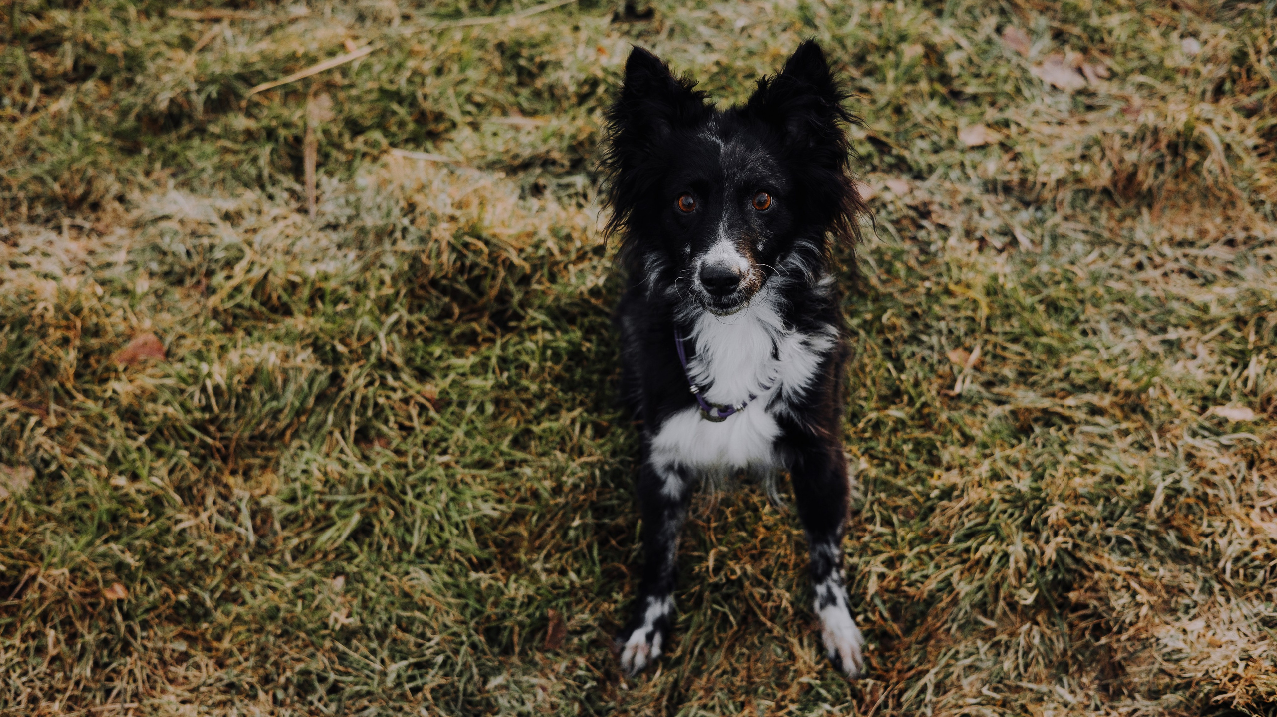 Полина и Сейви. Фотограф-анималист Богданова Полина