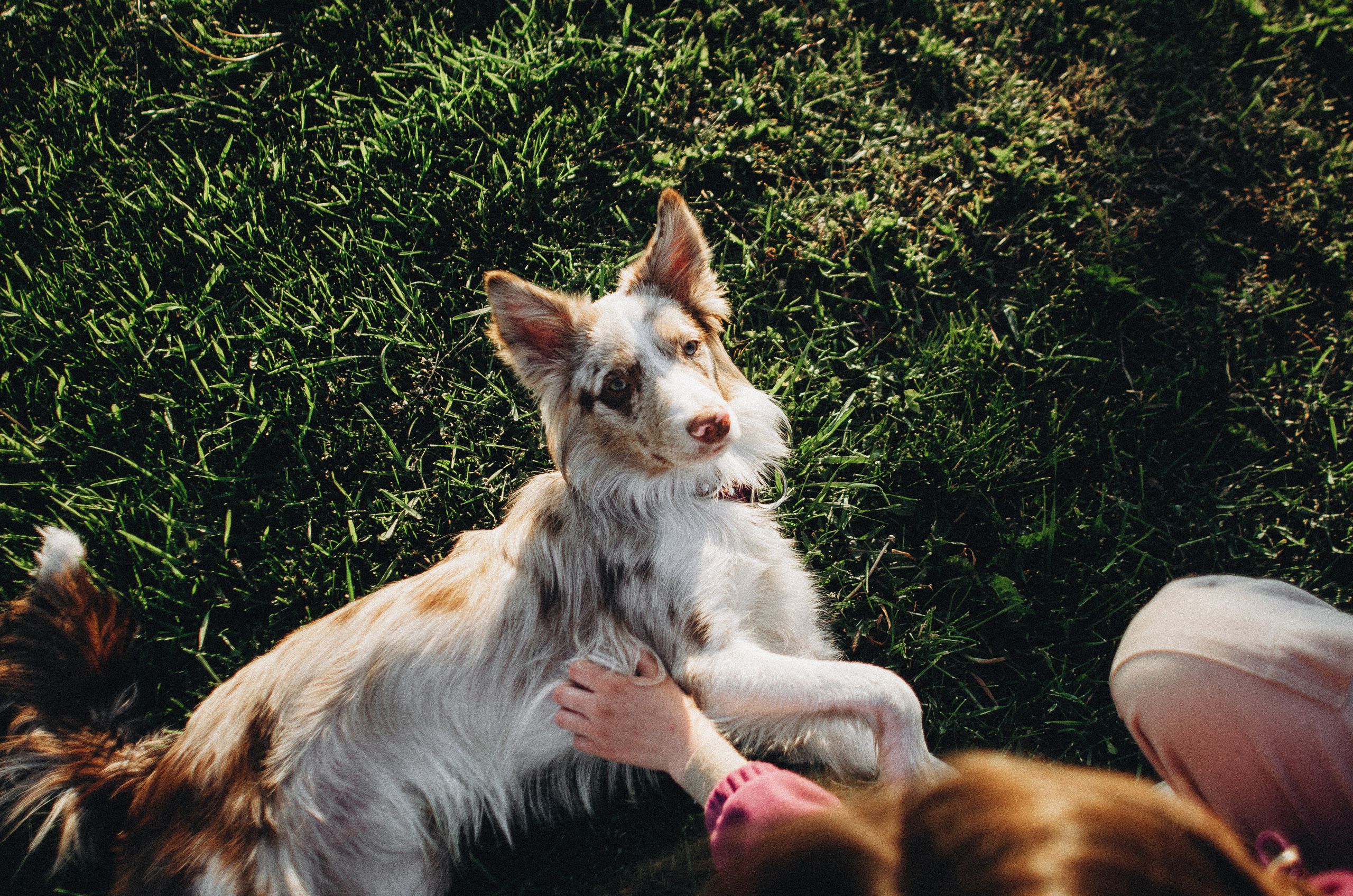 Аня и Дэймон. Фотограф-анималист Богданова Полина
