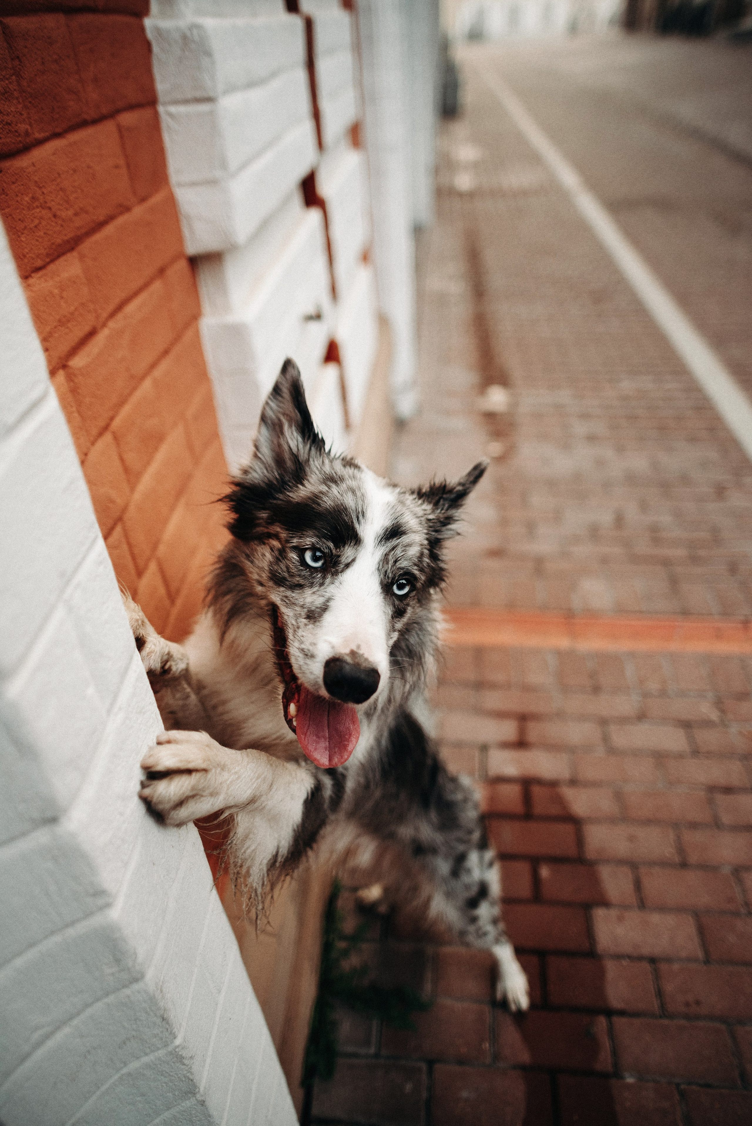 Диана и Робин. Фотограф-анималист Богданова Полина