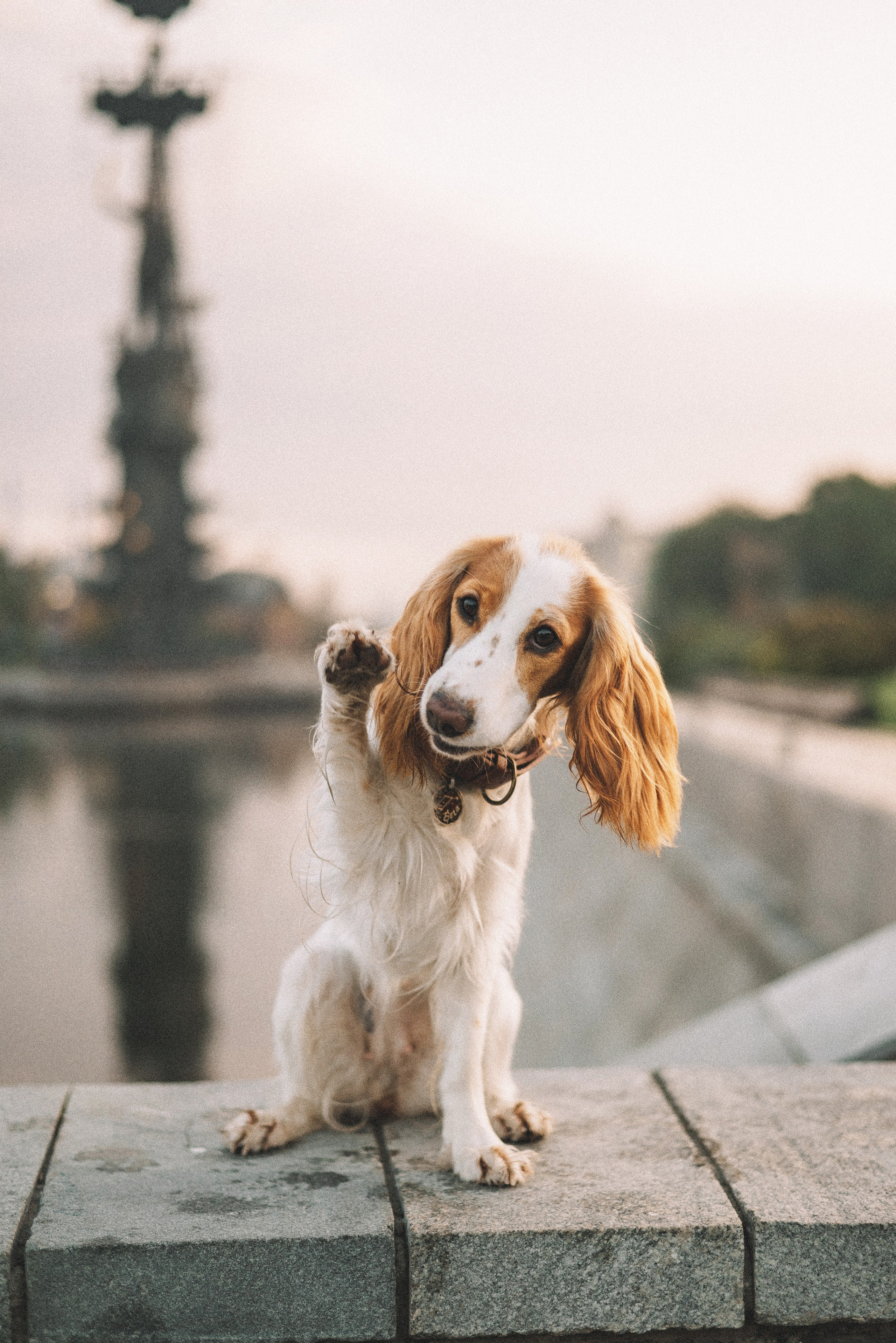 Маша и Вега. Фотограф-анималист Богданова Полина