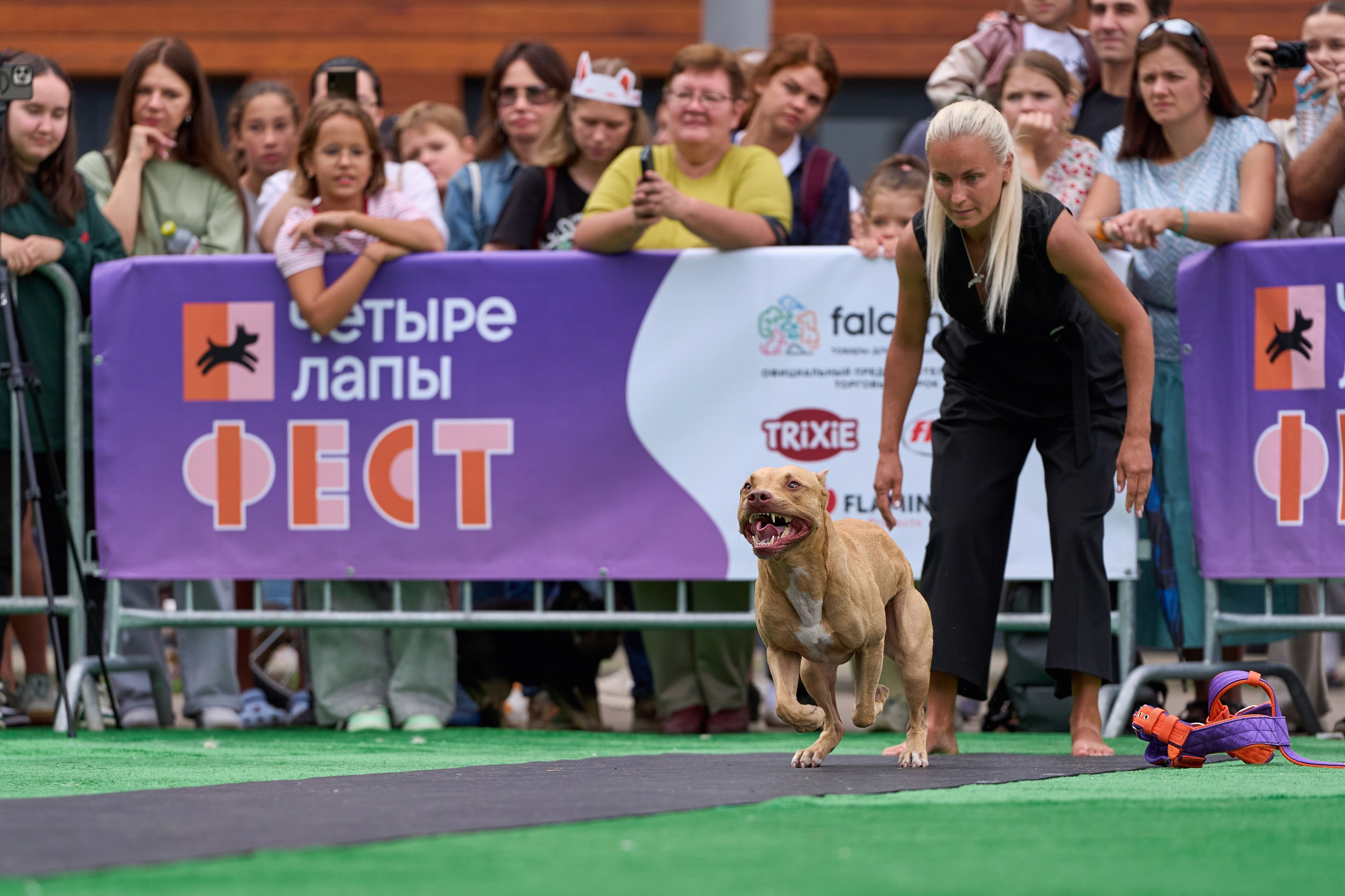 4 лапы Фест. Многоборье. Фотограф-анималист Михаил Манухин