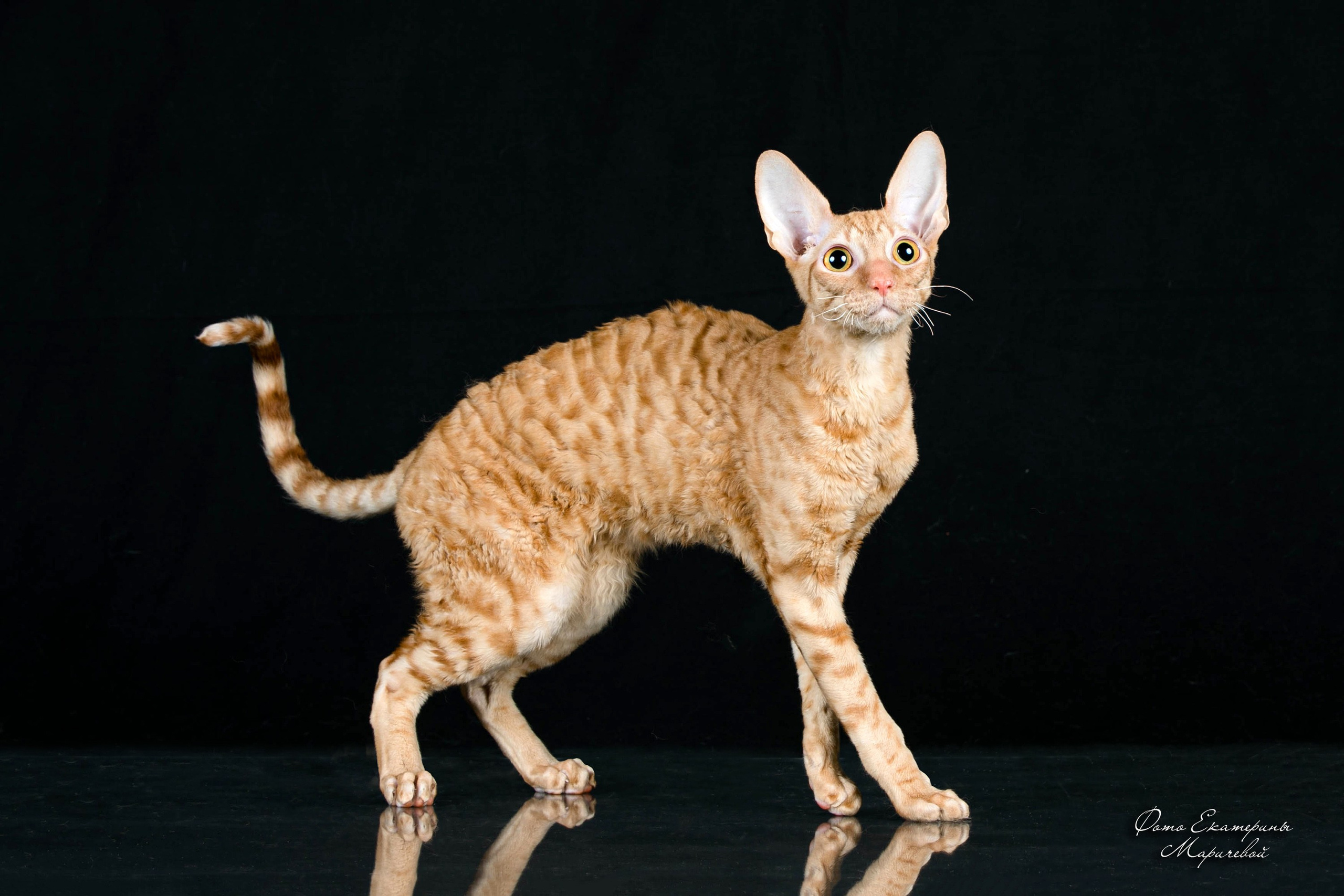 Стендовая съёмка на выставках кошек. Фотограф-анималист в Омске Екатерина Маричева