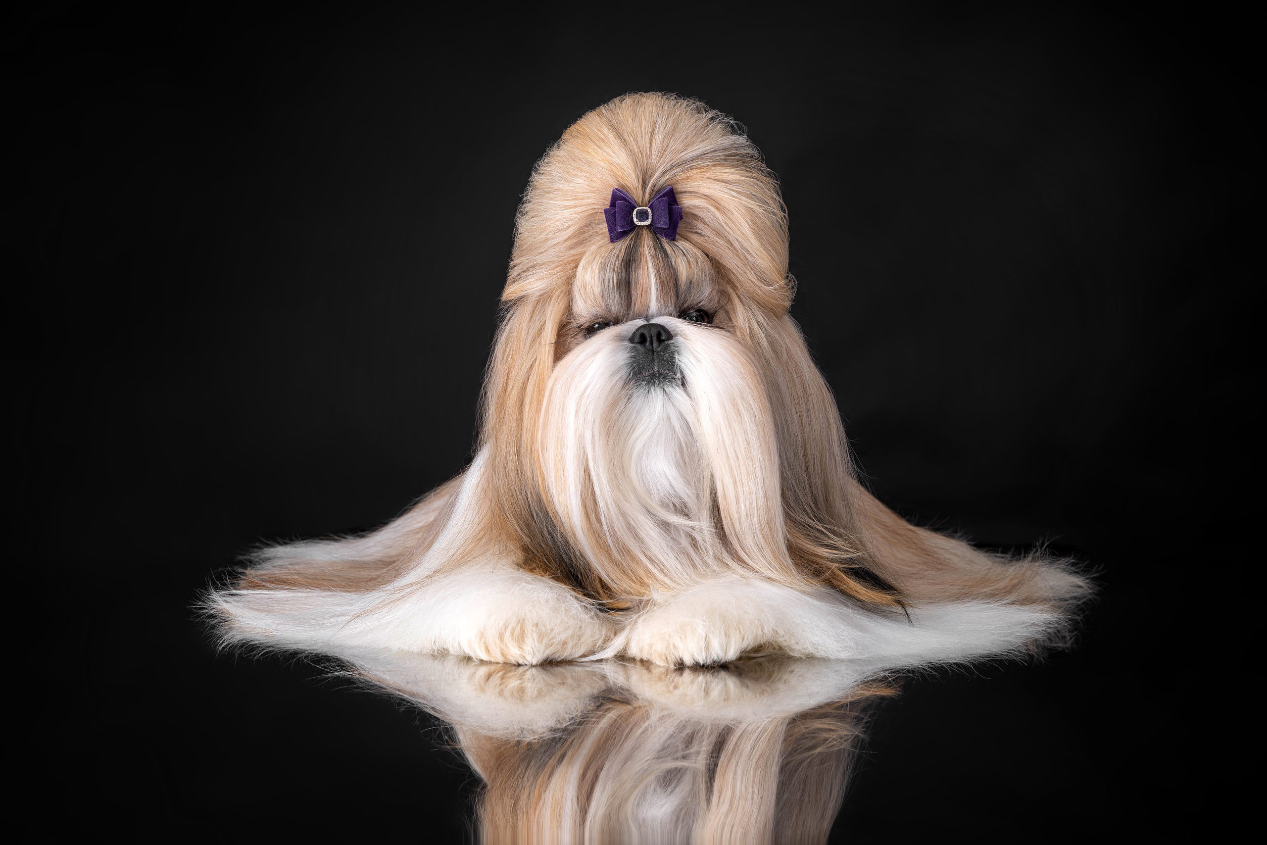 Фоны чёрный, белый, серый. Фотограф-анималист в Омске Екатерина Маричева