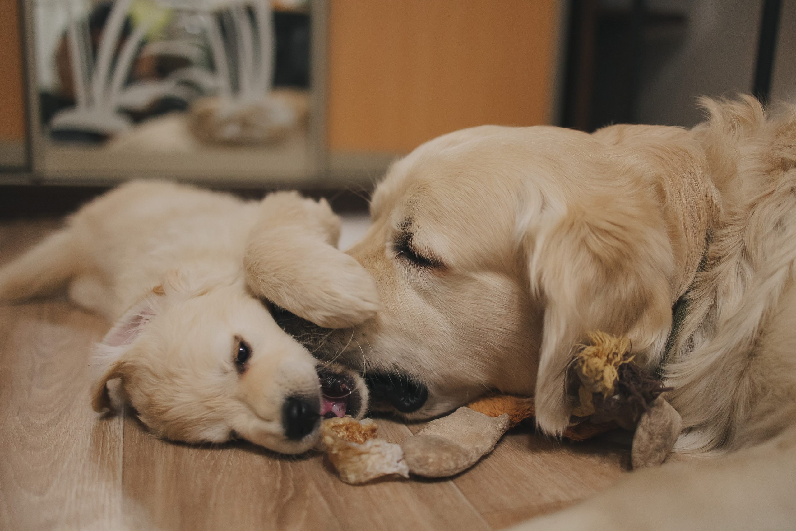 Снежик и Веста, НГ. Свадебный и женский фотограф