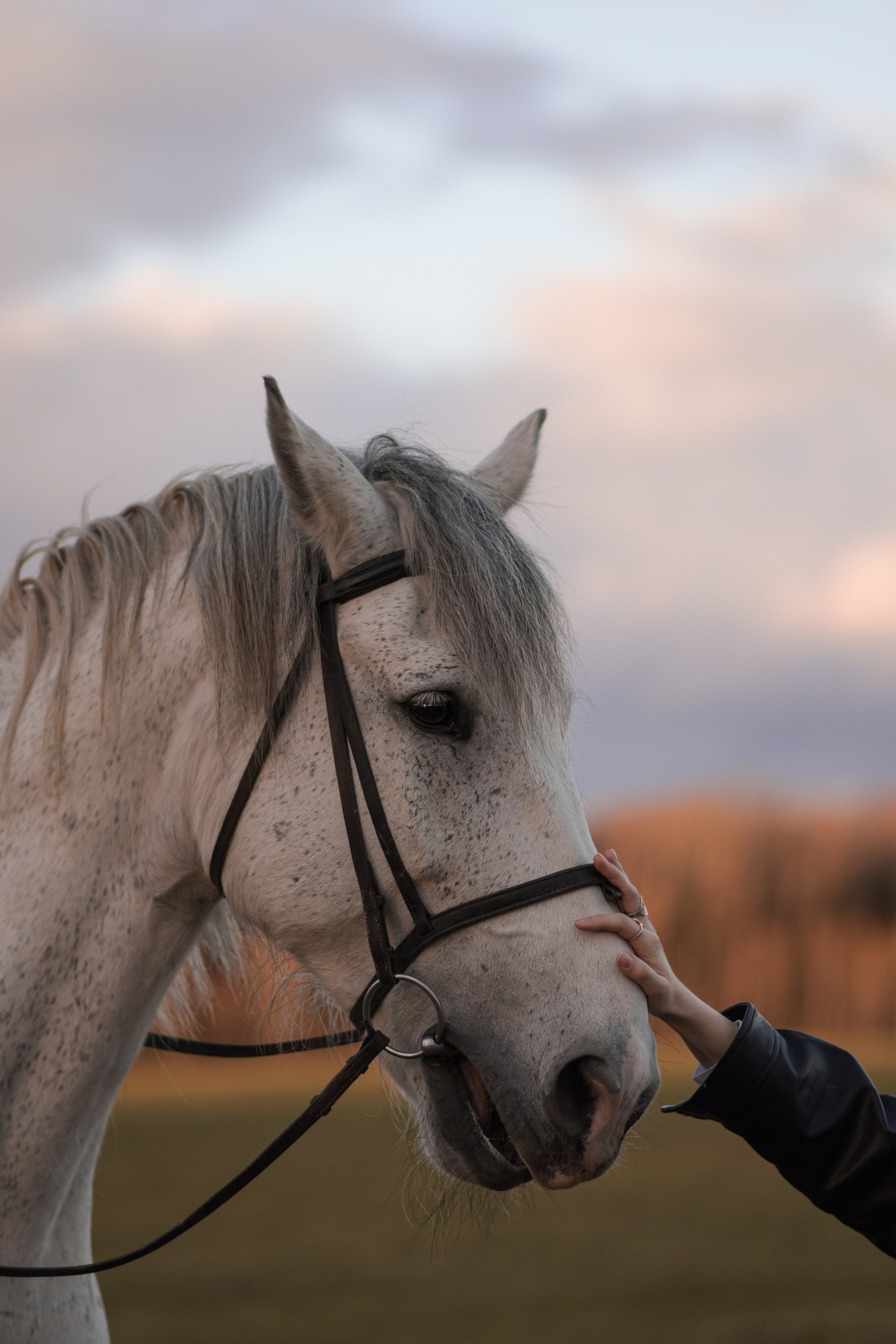 Портретная фотосессия с лошадьми. В созвучии с природой. Фотограф Светлана В. Пронина, Москва