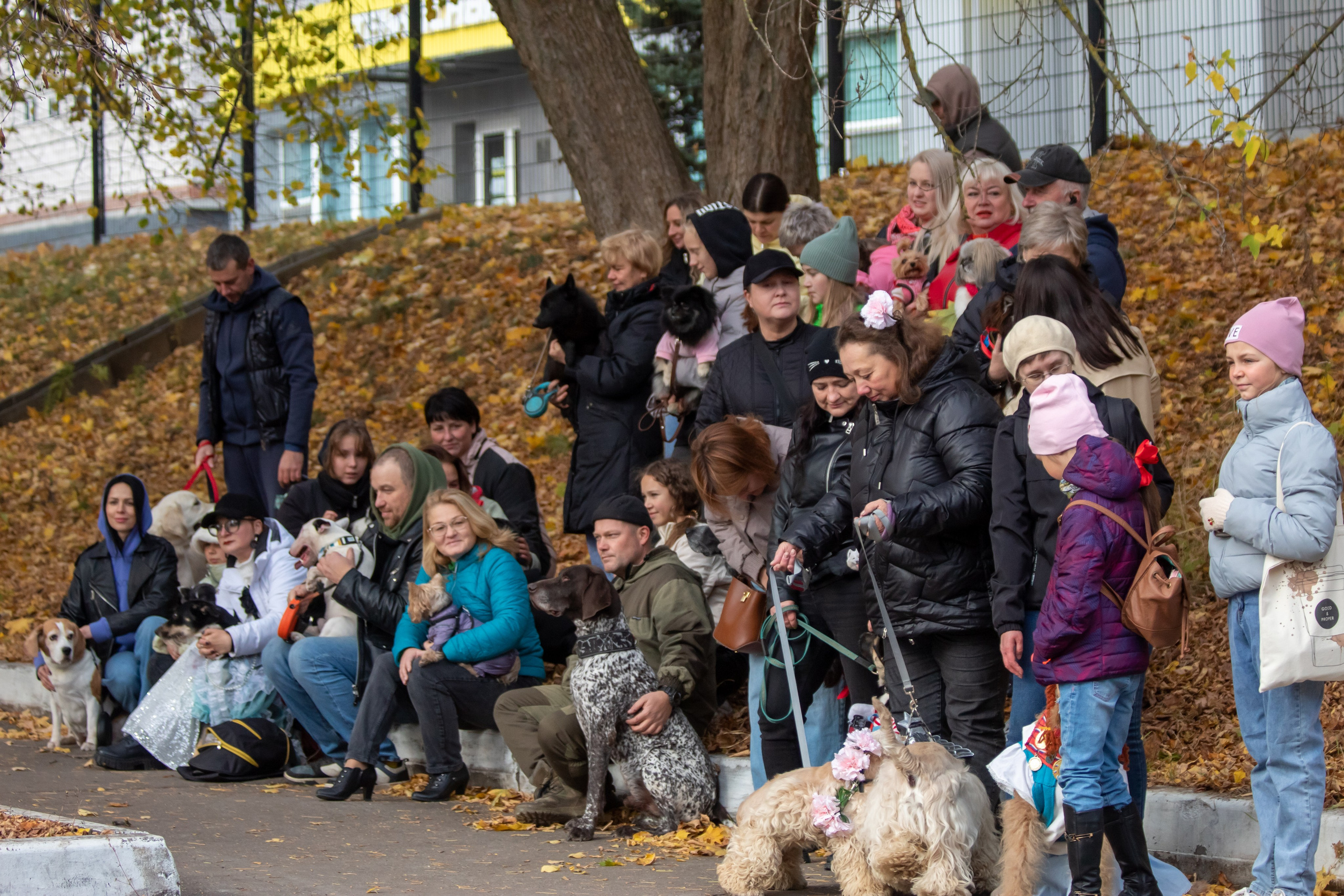 Костюмированный парад собак. Фотограф анималист — Тула, Москва