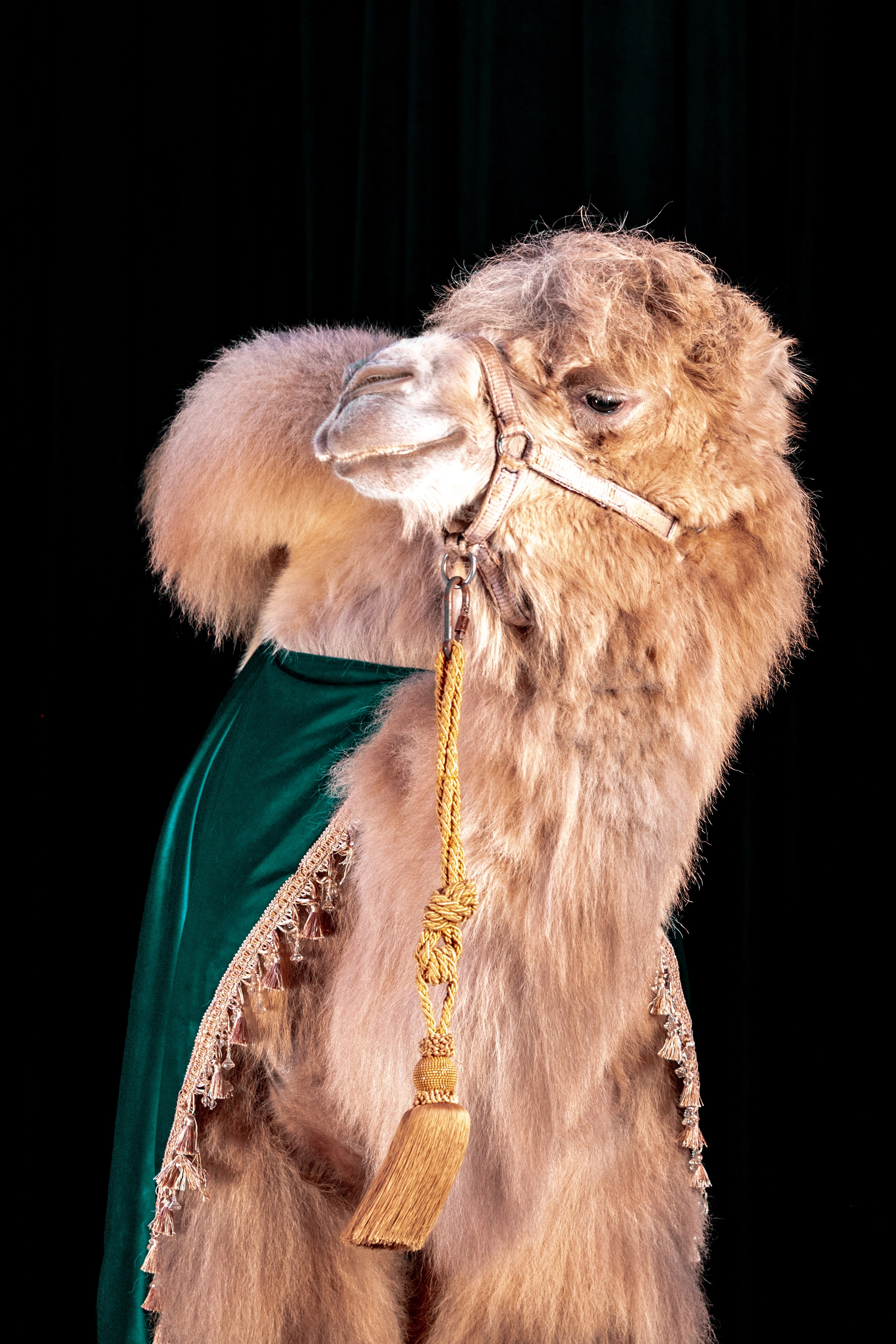 SHUSTOVI/ANIMALS. Sveta GOSHTAUTAS фотограф Пермь