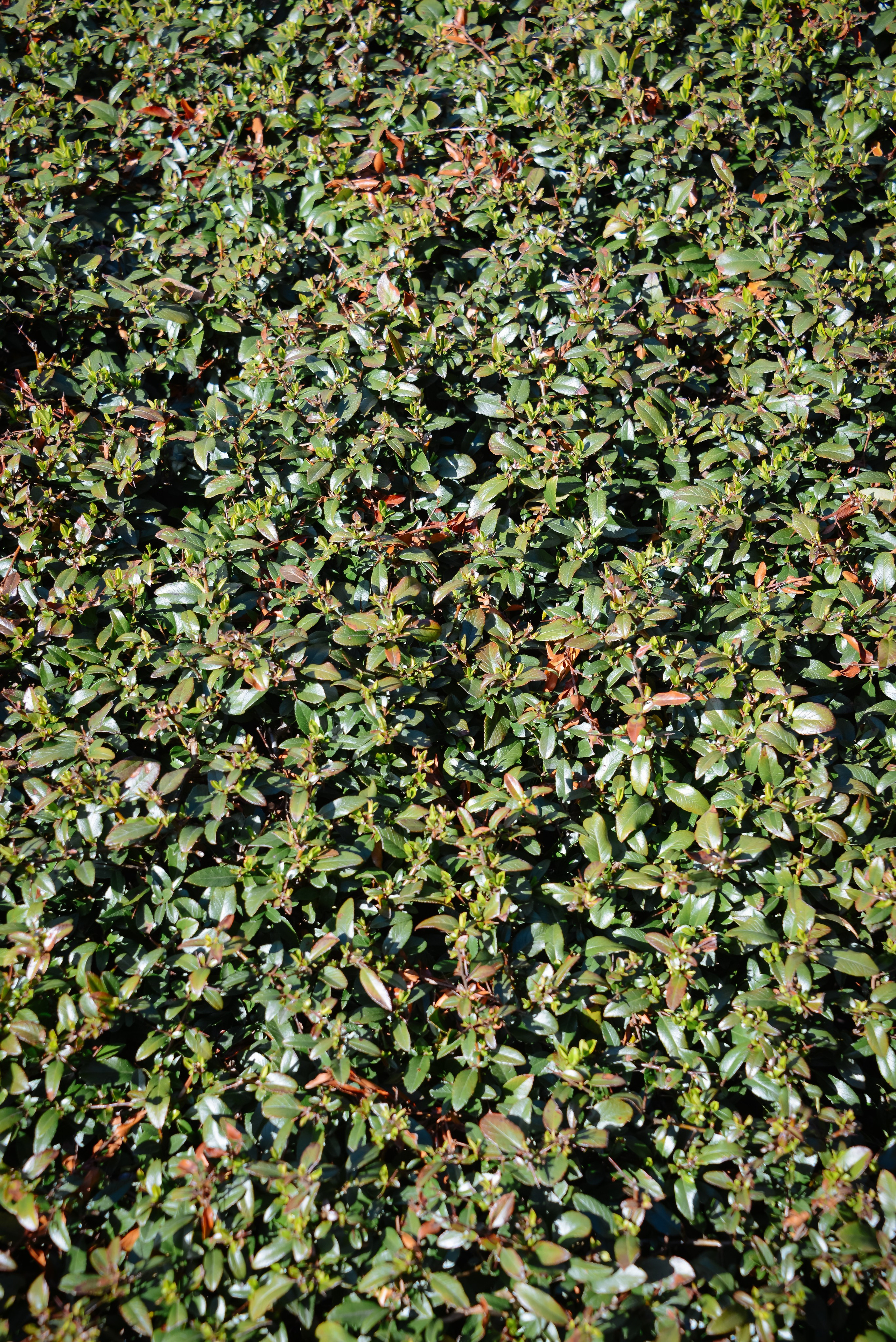 Зеленый природный фон. Зеленые листья, природный растительный фон