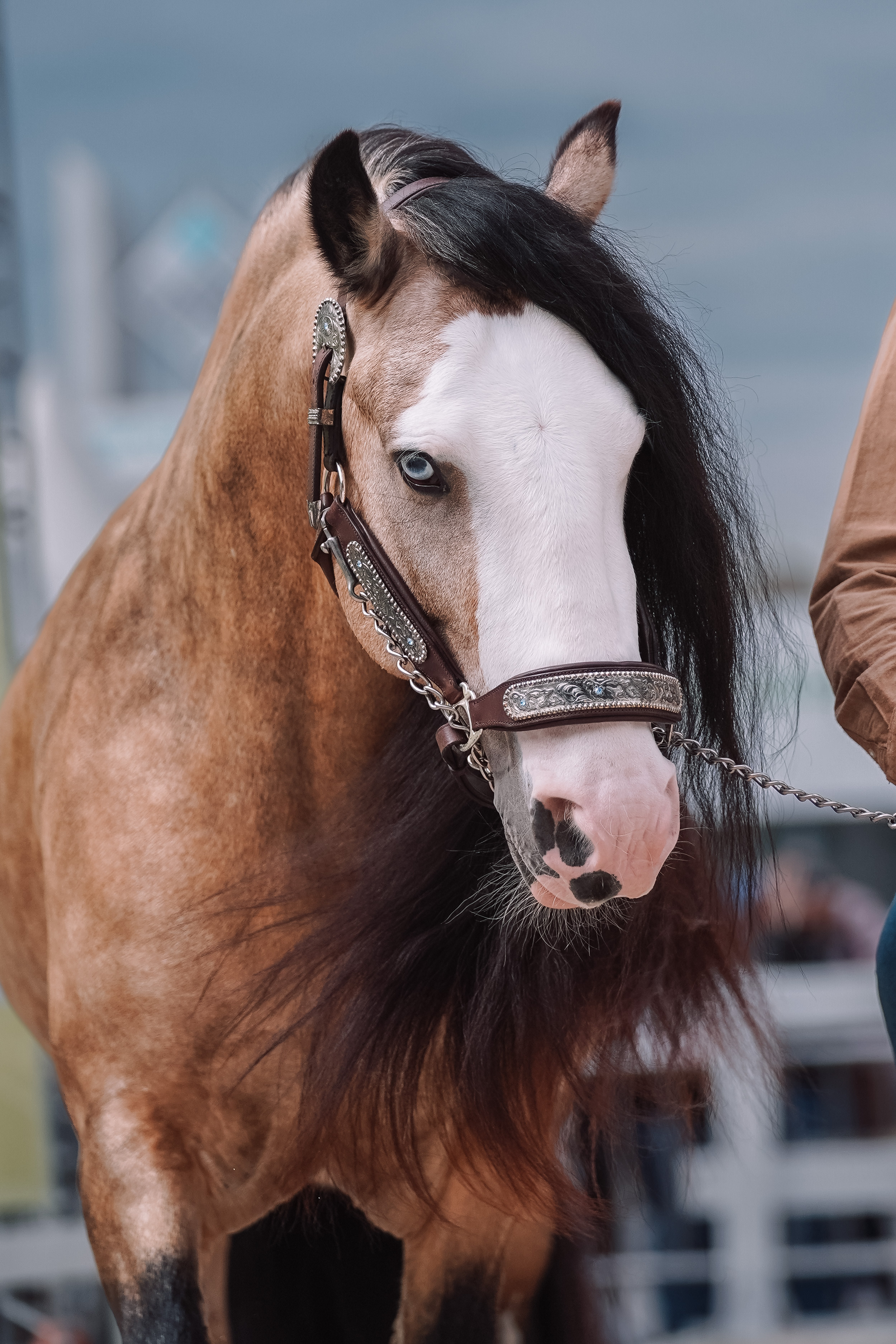 Выставка «Эквирос». Спортивный и репортажный фотограф в Москве и области Мари Панадеро