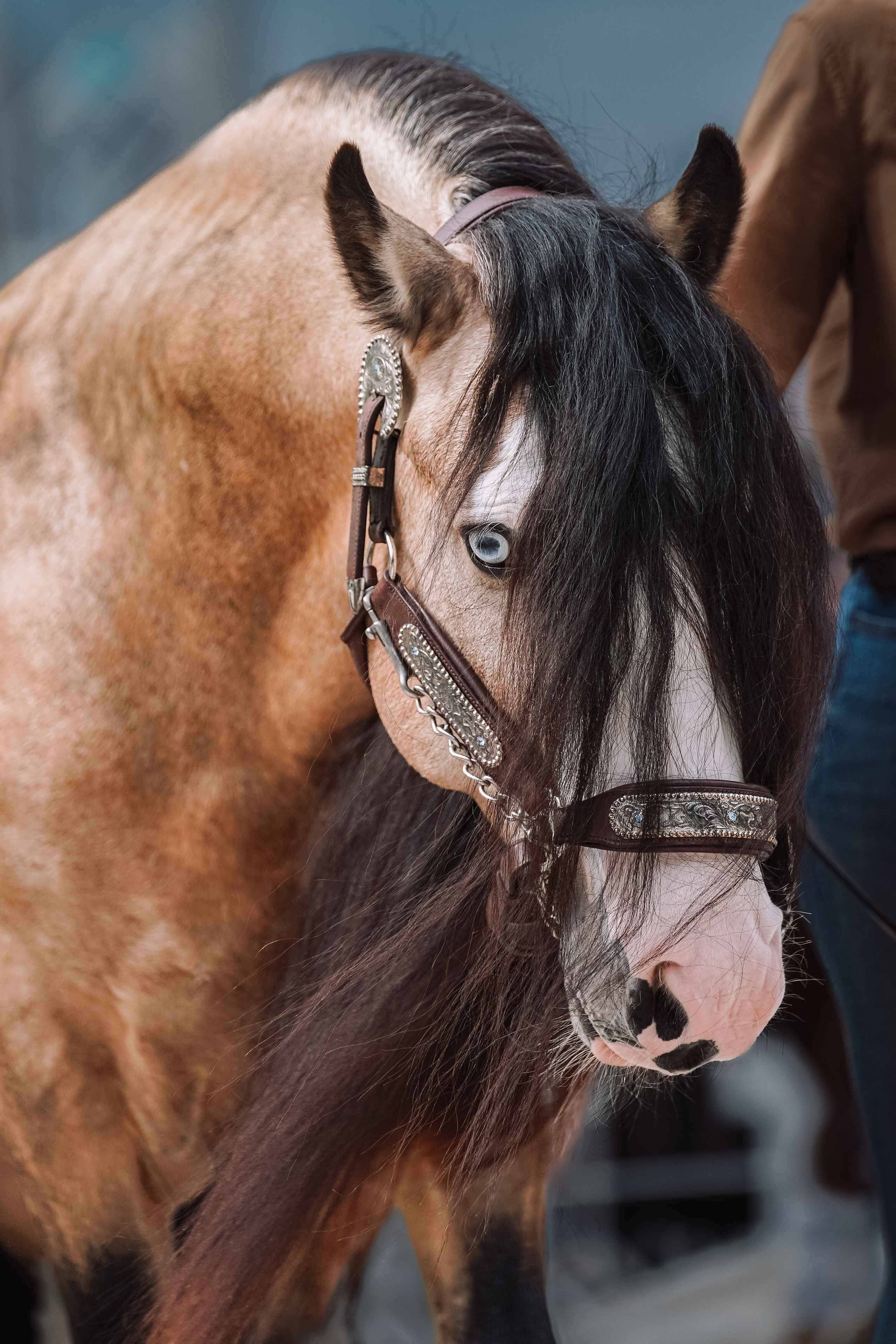 Выставка «Эквирос». Спортивный и репортажный фотограф в Москве и области Мари Панадеро
