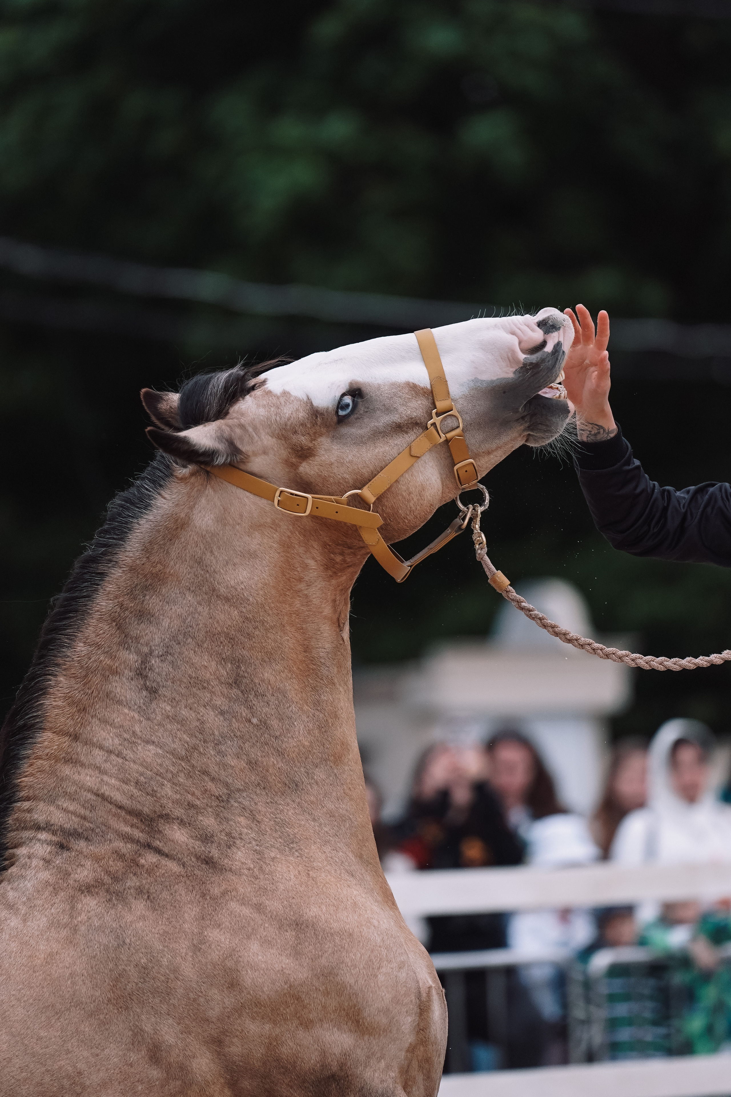 Выставка «Эквирос». Спортивный и репортажный фотограф в Москве и области Мари Панадеро