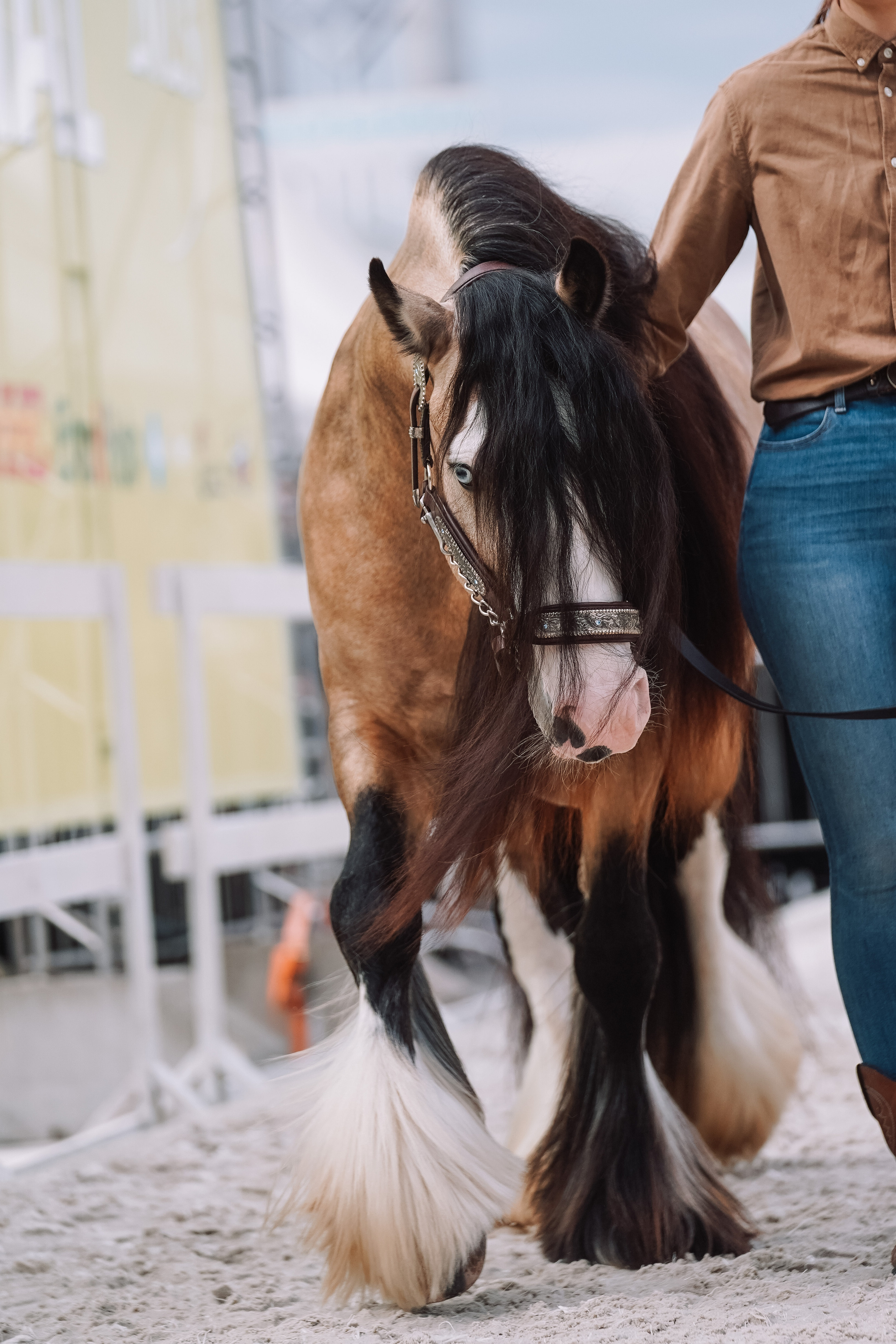 Выставка «Эквирос». Спортивный и репортажный фотограф в Москве и области Мари Панадеро