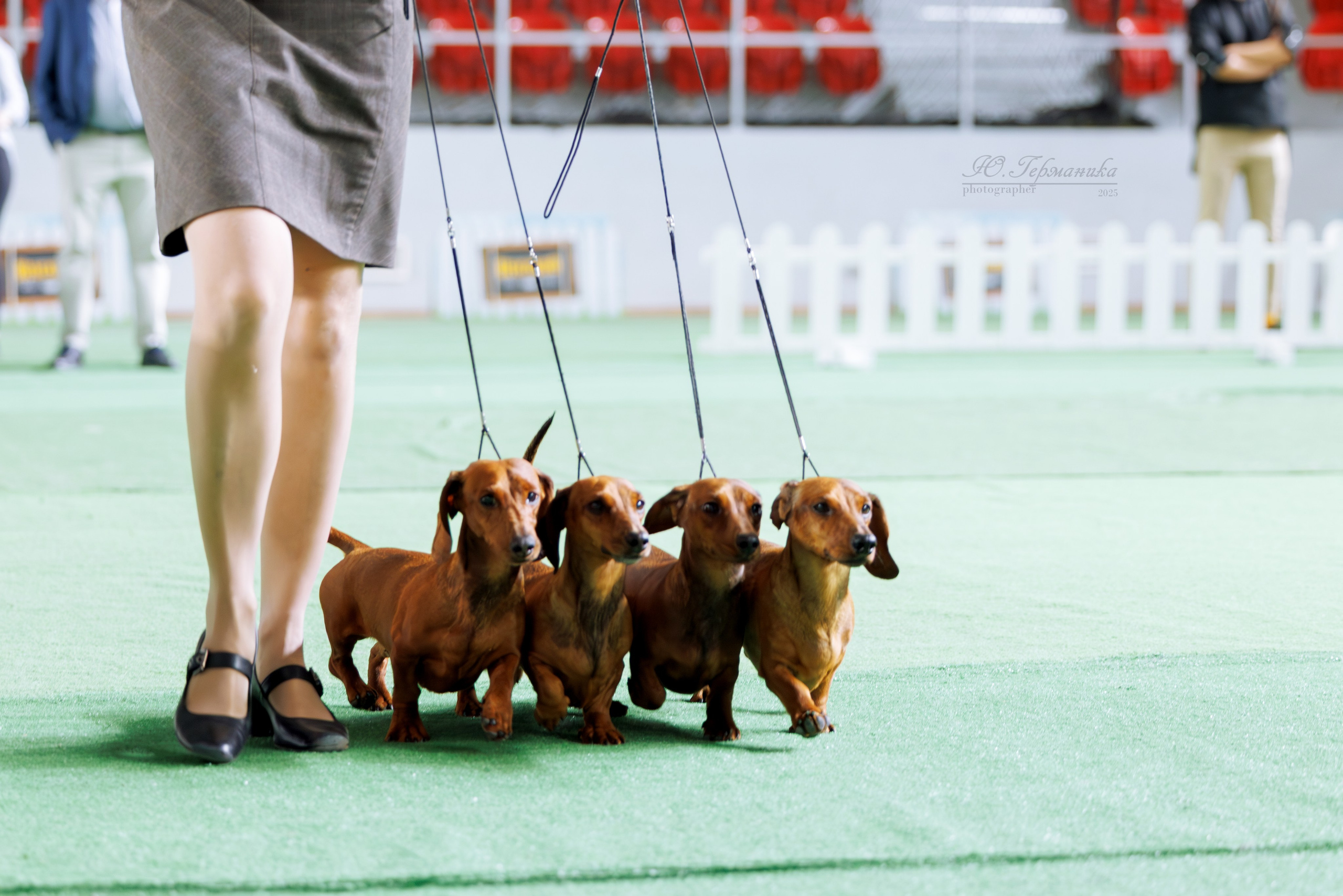 Телави 11-12.10.2025. Фотограф-анималист Юлия Германика