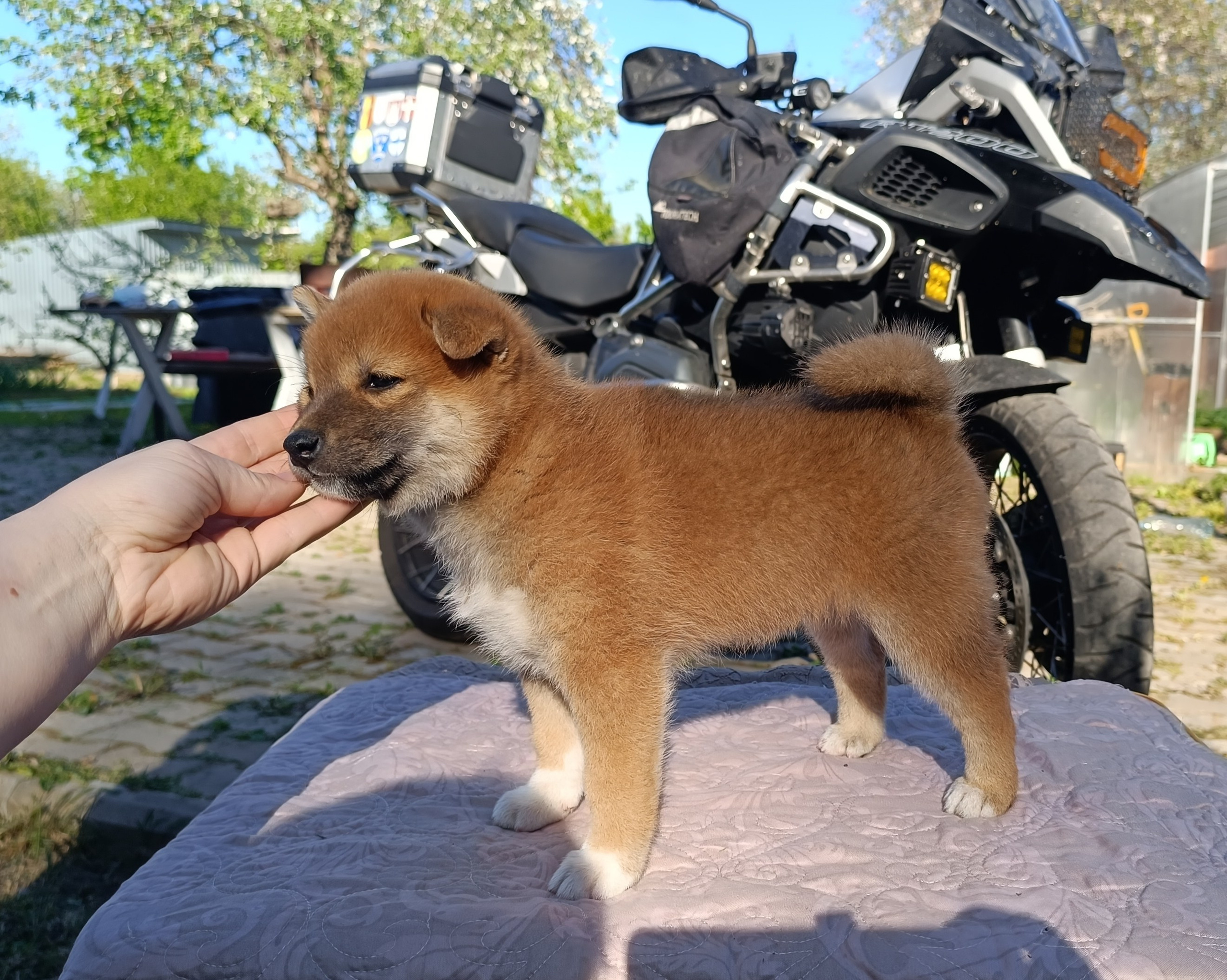 Сиба Rubylight Fumiko питомник Рубилайт