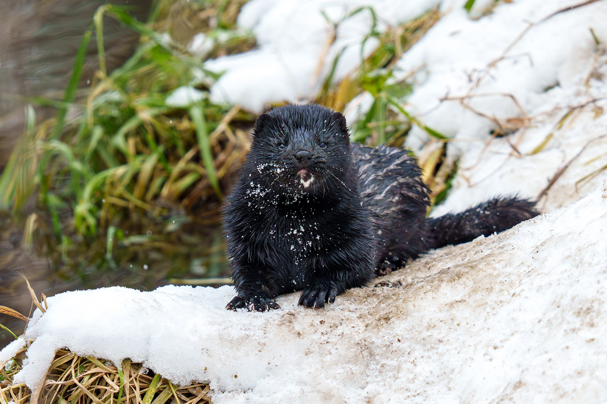 Животные. Ваш личный фотограф Марина Волкова