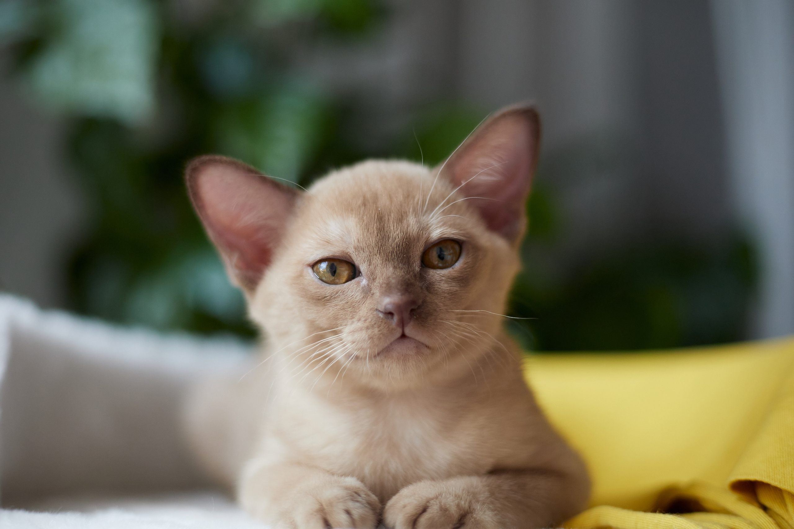 Jony (Уфа). Питомник «Bouncy Life»