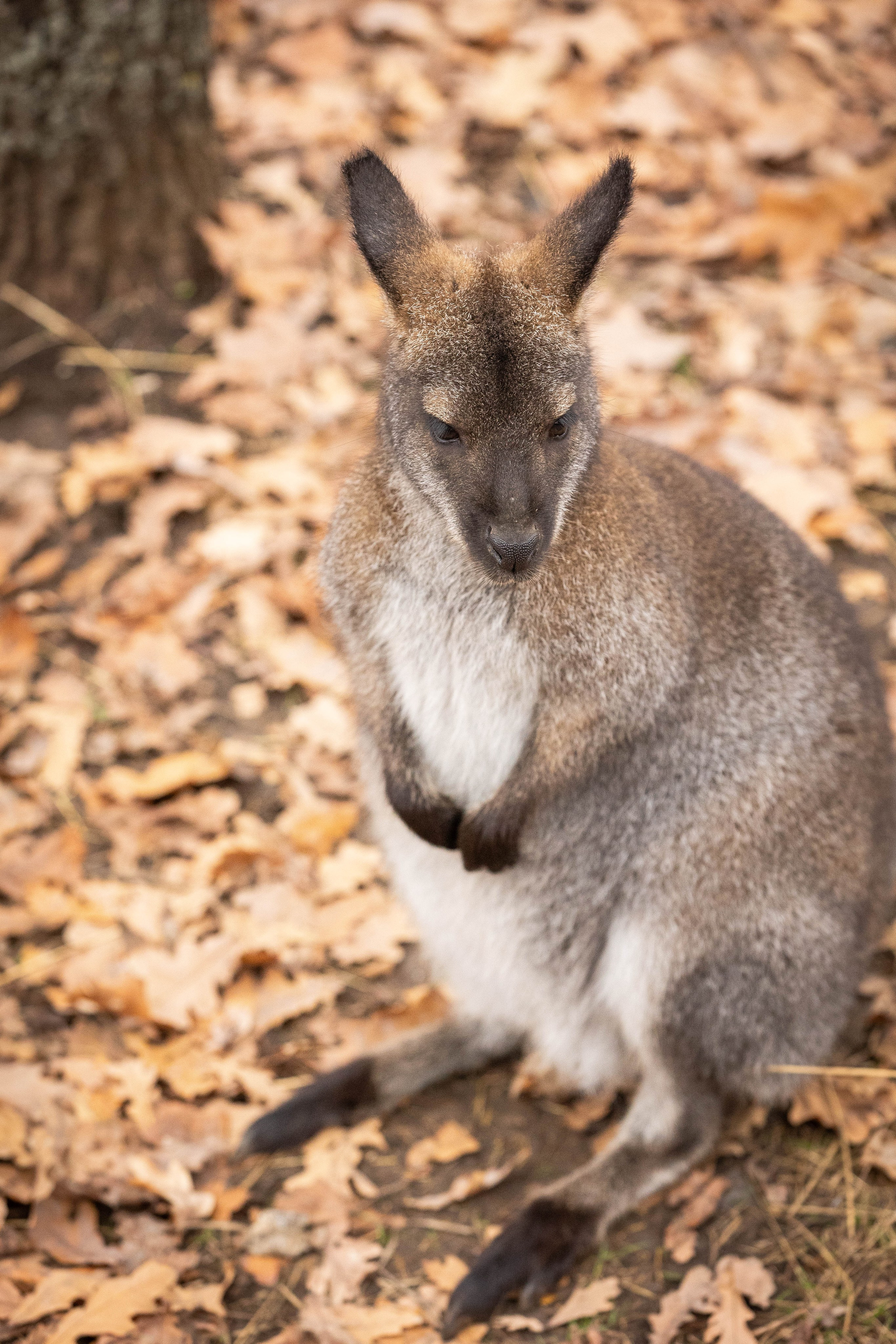 Зоопарк Малинки. Фотограф-АниМалист Анна Абрамова