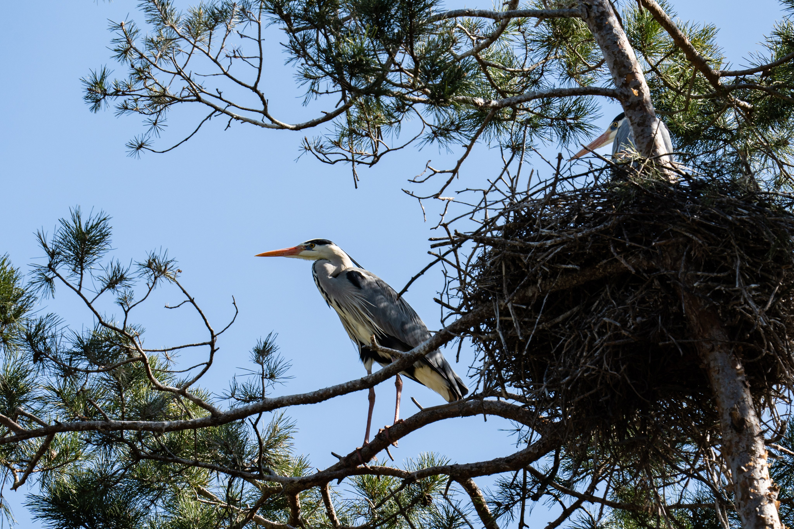 Фотосъемка животных и птиц. Интерьерный и архитектурный фотограф в Москве Панова Ольга