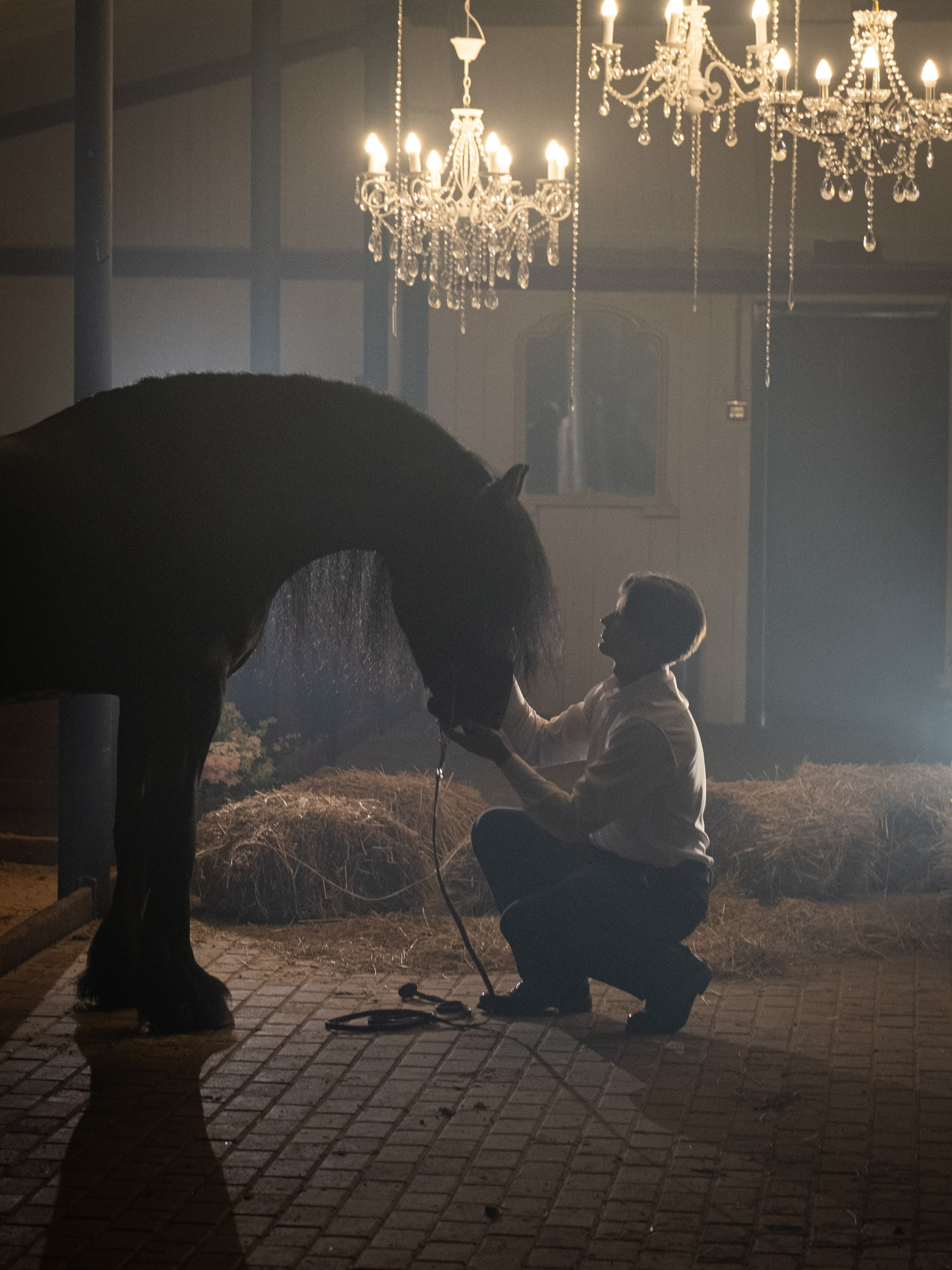 Люди и лошади!. Зоофотограф, фотограф животных в Москве и области Дина Дамоцева