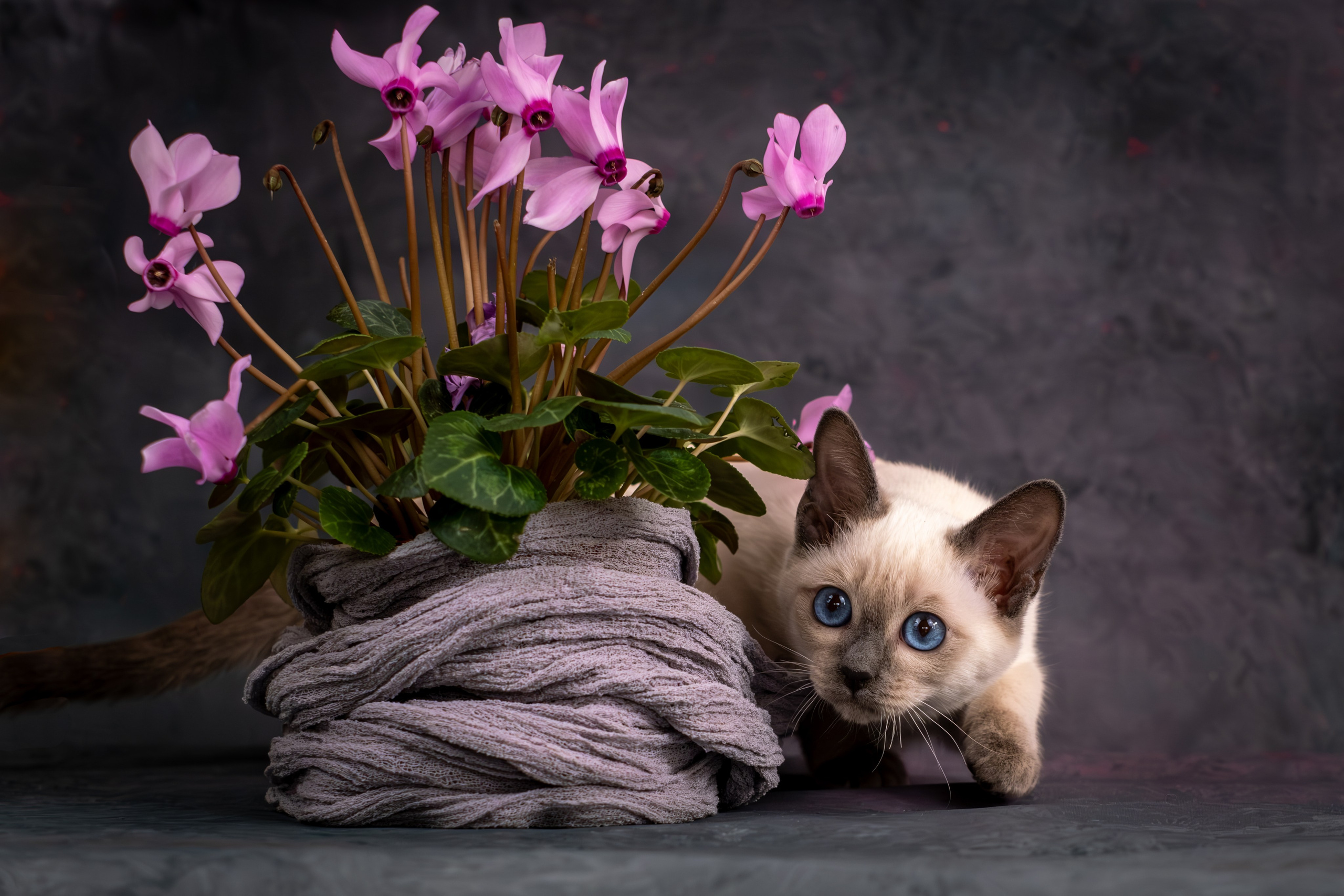 Тайские котята для Никиты и Ольги. Зоофотограф, фотограф животных в Москве и области Дина Дамоцева