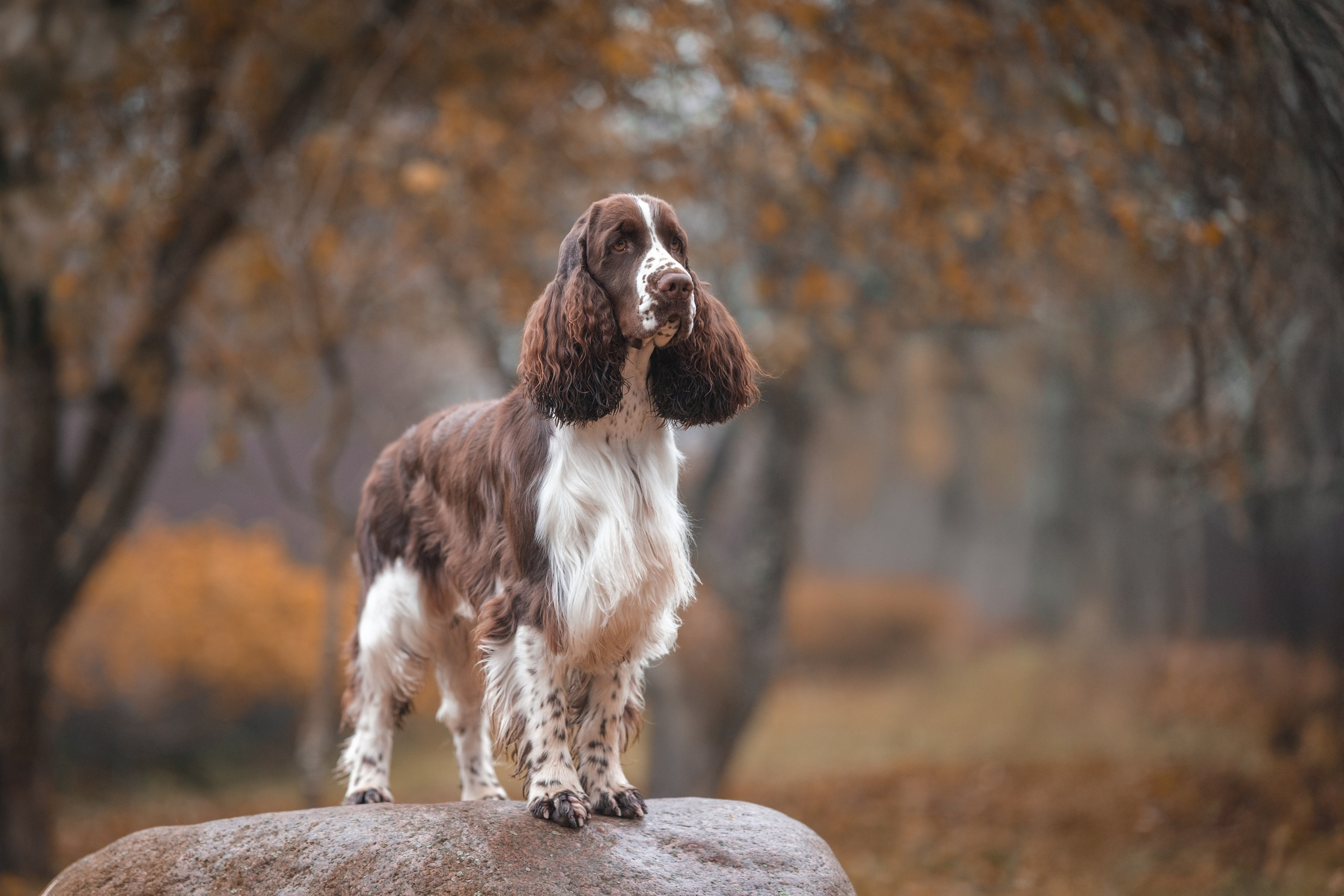 Дон для Натальи!. Зоофотограф, фотограф животных в Москве и области Дина Дамоцева