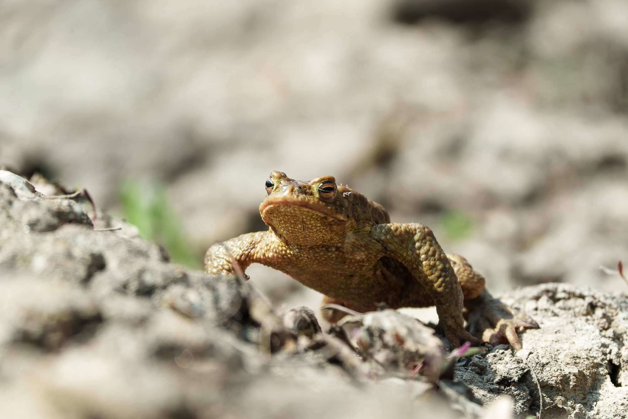 Животные. Ваш личный фотограф Марина Волкова