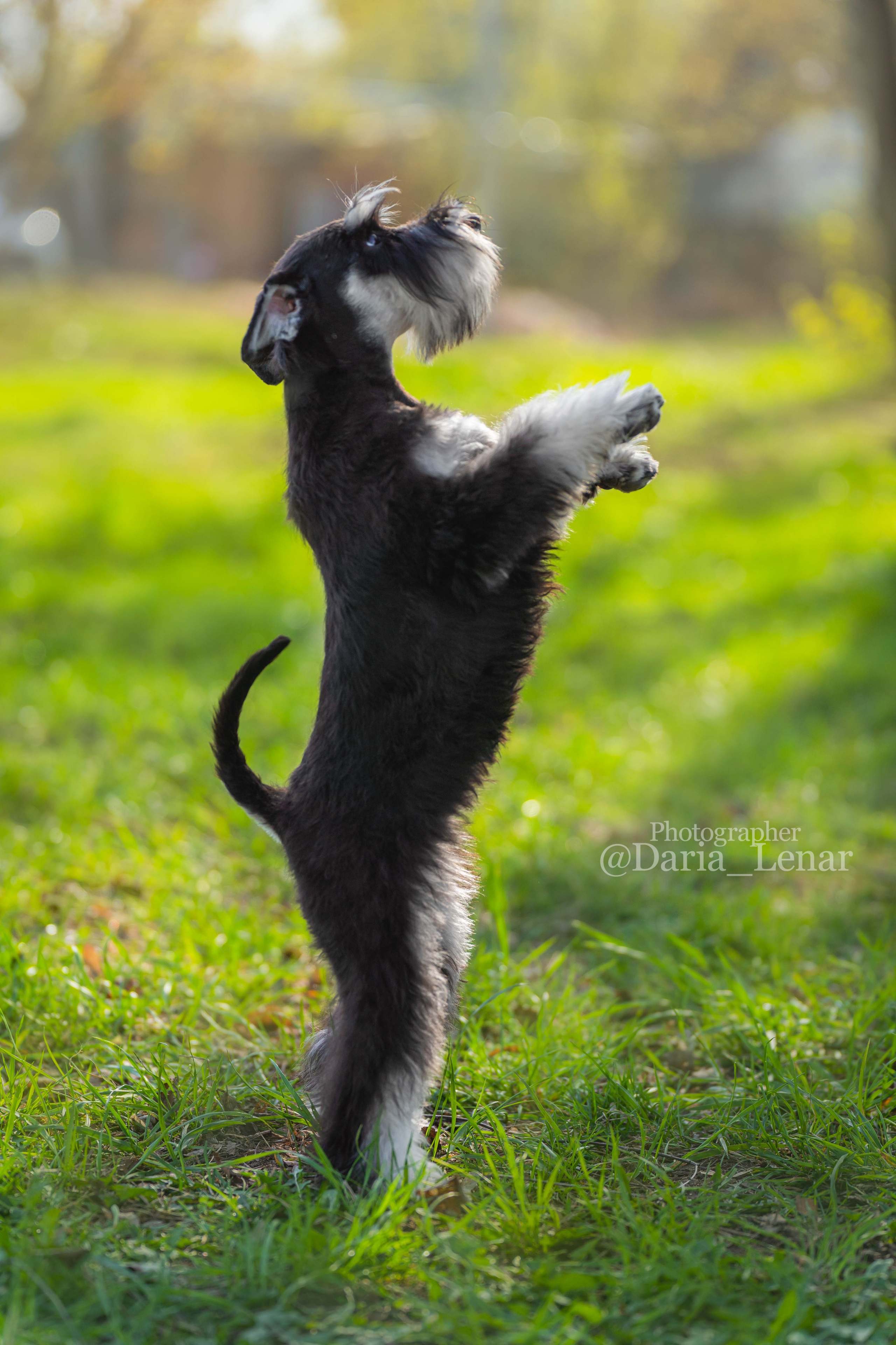 Выставки собак. Фотограф в Москве Ленарская Дарья
